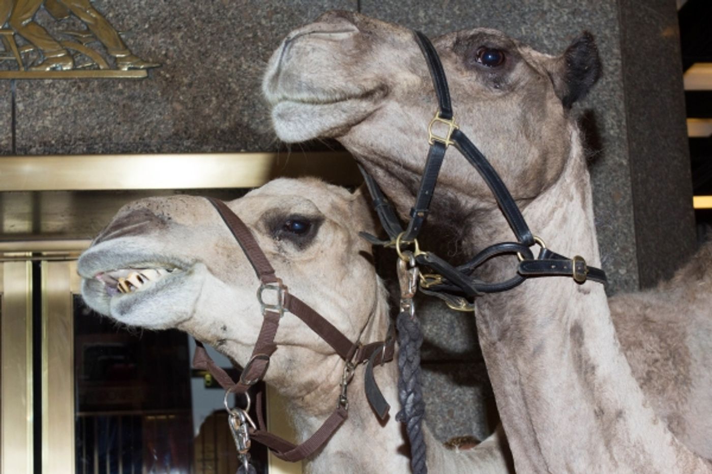 Photo Coverage: Rockettes Kick Off Holiday Season with CHRISTMAS IN AUGUST! Image