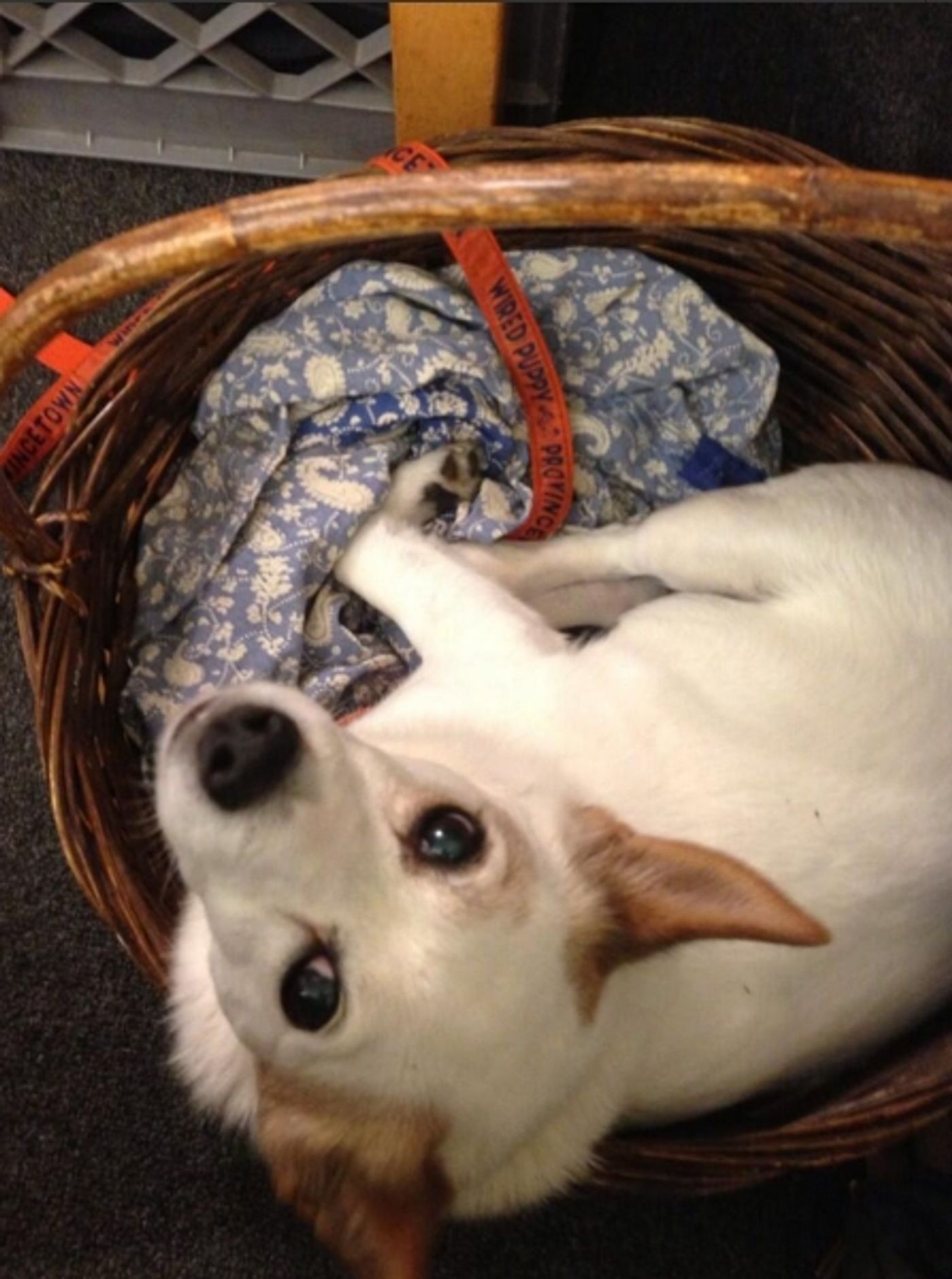 Photo Flash: Saturday Intermissions Pics, August 31 - Part 2 - Cast of Broadway's MATILDA Begs Lauren Ward to Stay, Jackie Hoffman in Bay Street's FORUM & More! Image