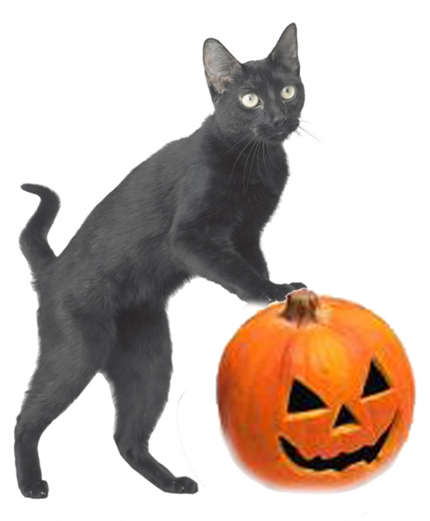 Photo Flash: The Amazing Acro-Cats to Come to Stage West Theater, 10/17-18  Image