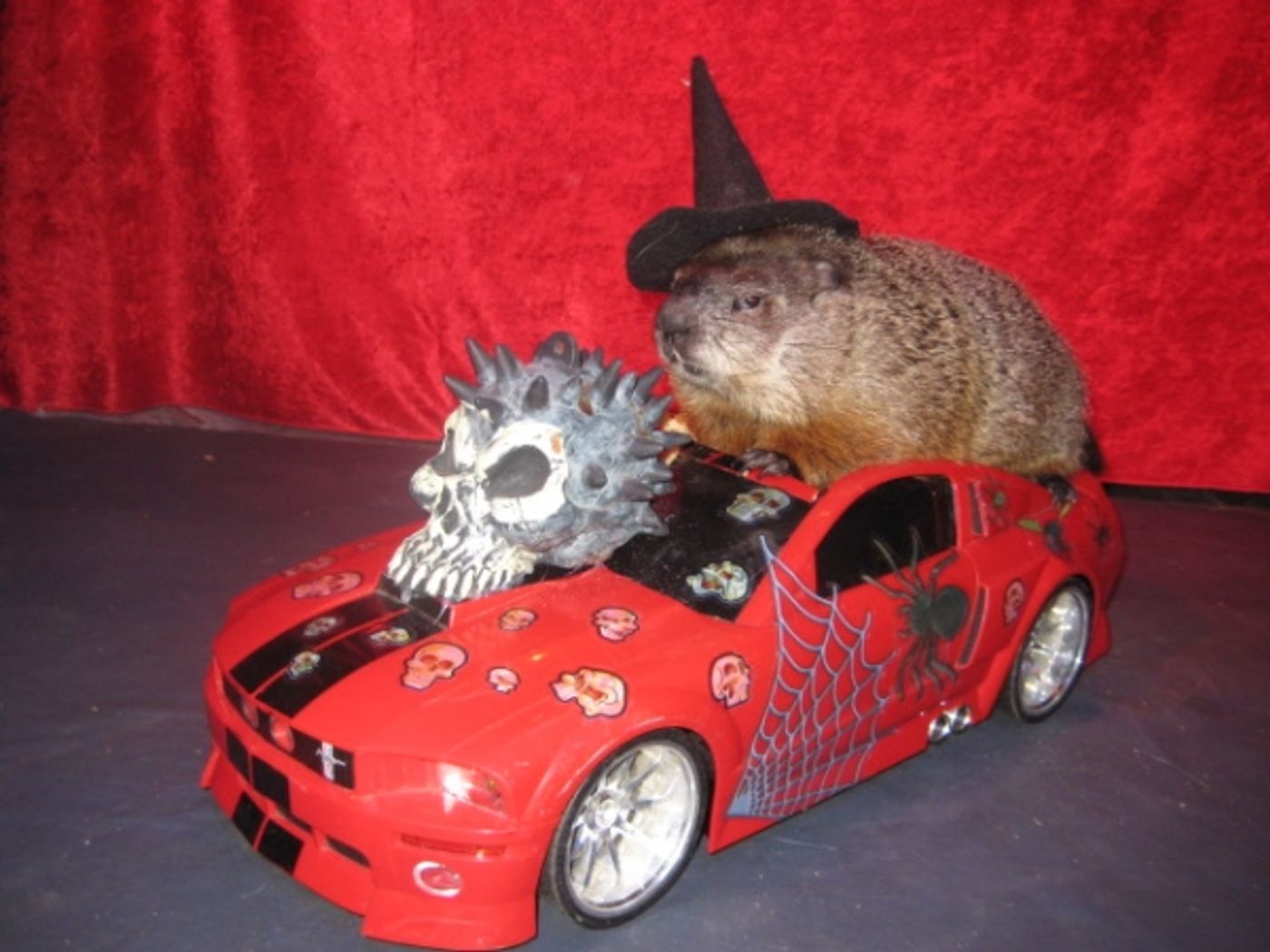 Photo Flash: The Amazing Acro-Cats to Come to Stage West Theater, 10/17-18  Image