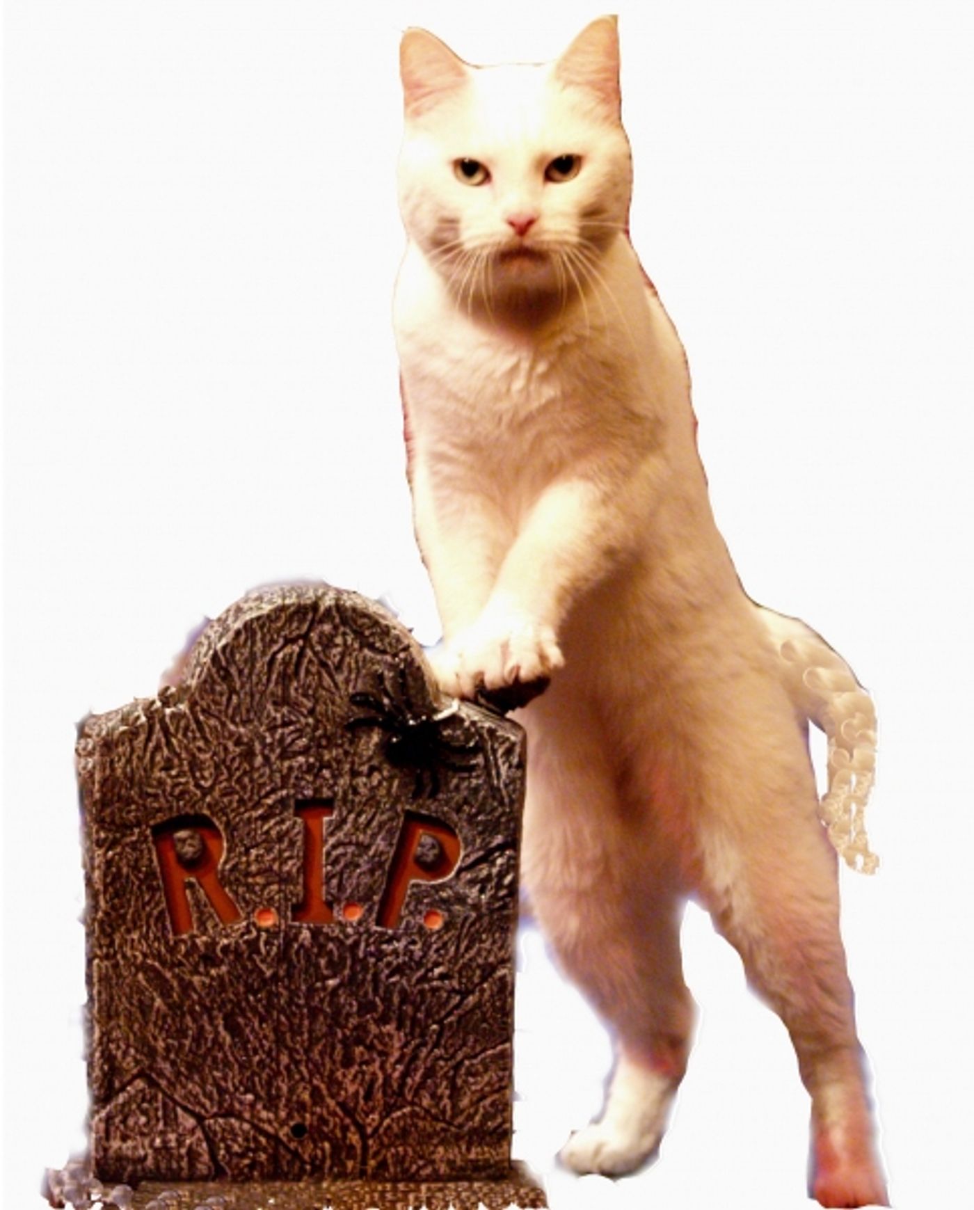 Photo Flash: The Amazing Acro-Cats to Come to Stage West Theater, 10/17-18  Image