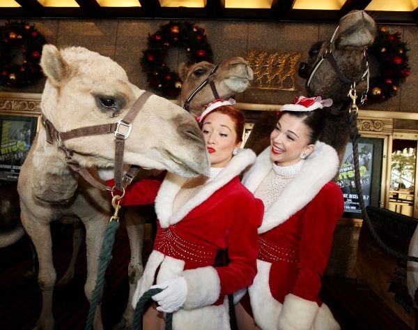 Ted the camel gets a kiss from Rockette Jessica Osbourne on his first day of rehearsa Photo