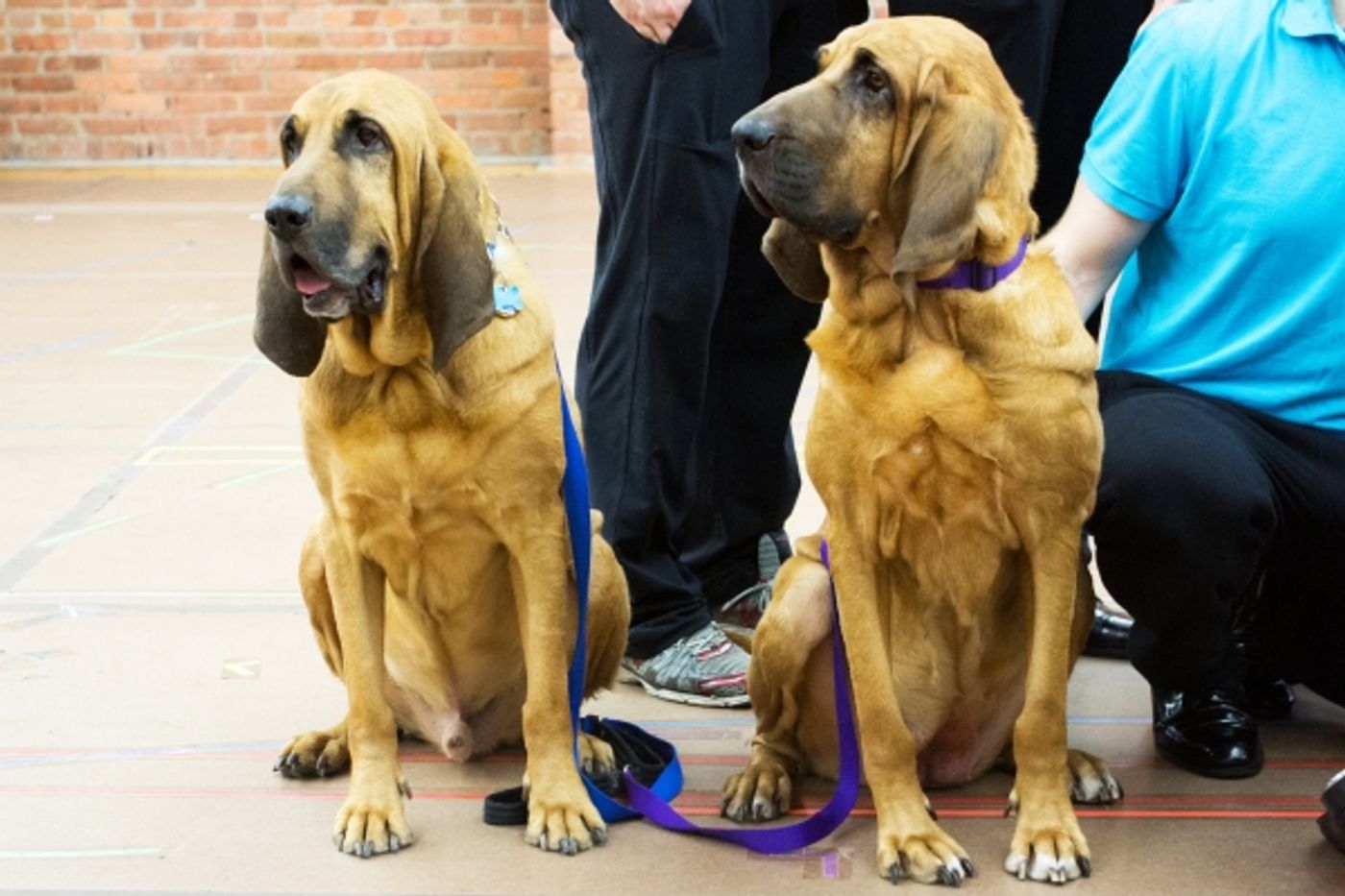 Photo Coverage: It's Ralphie to the Rescue! A CHRISTMAS STORY Cast Gives Press Preview!  Image