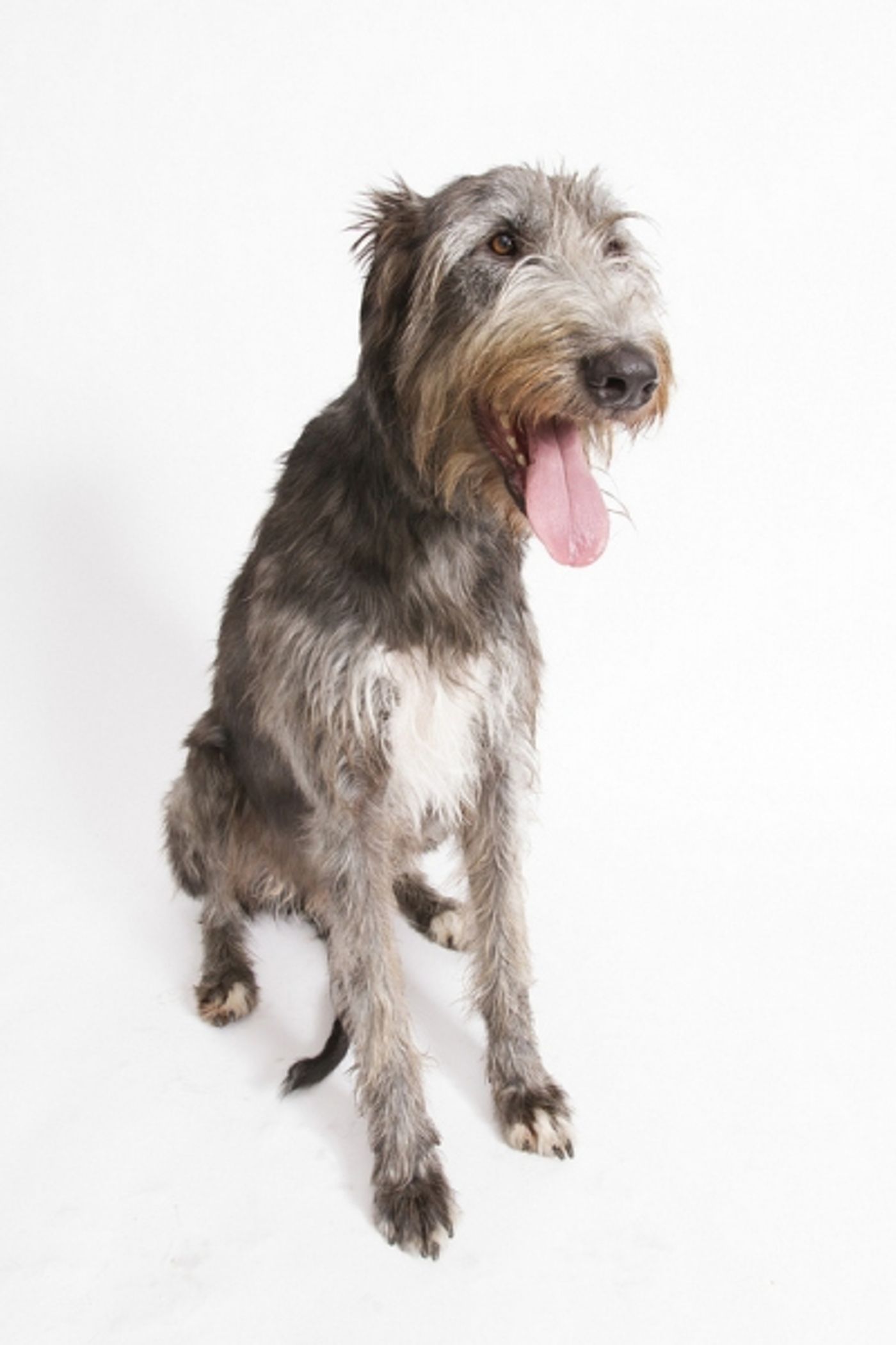 Photo Flash: Meet the Cast of Arkansas Rep's BECAUSE OF WINN DIXIE, Playing thru Jan 5  Image