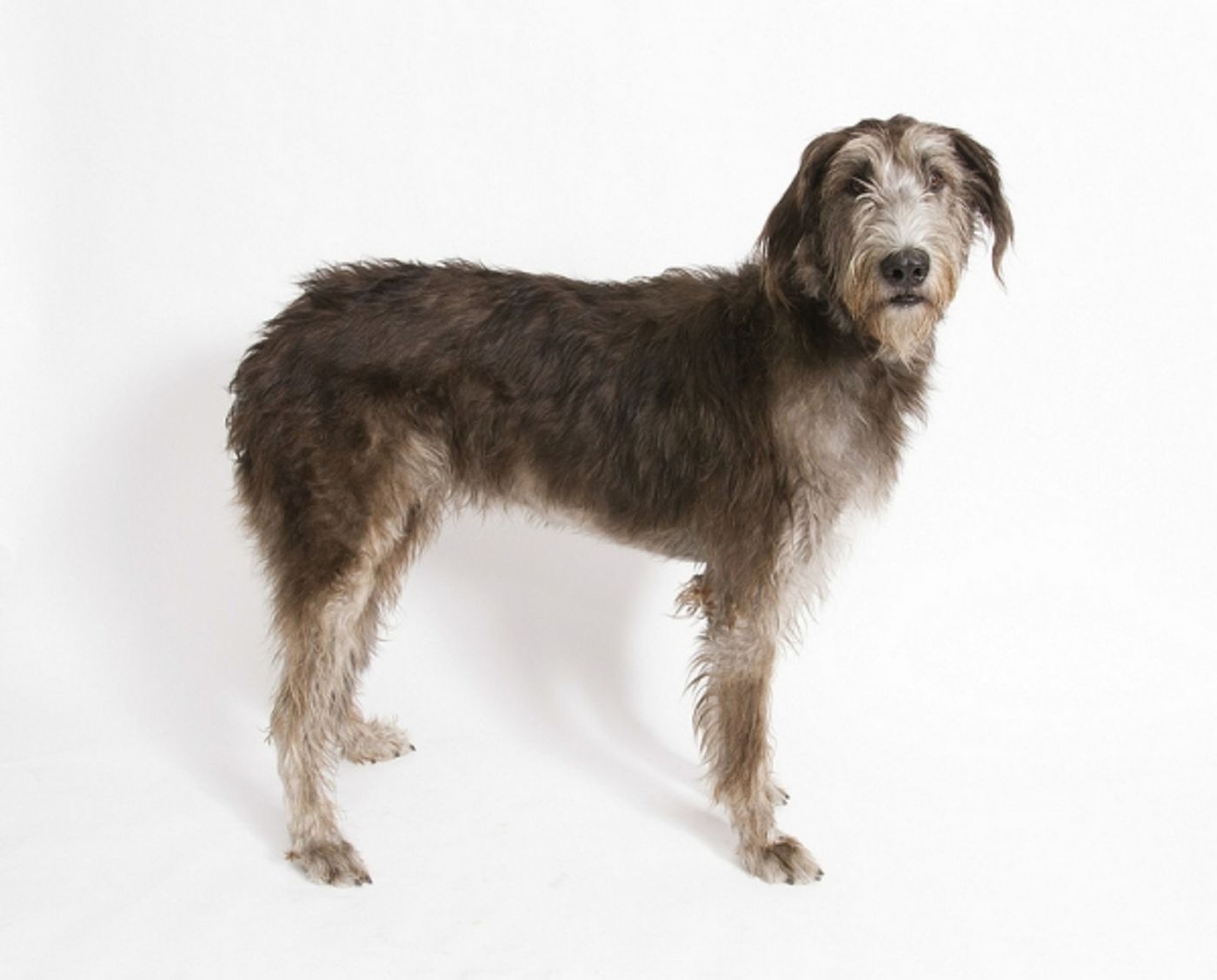 Photo Flash: Meet the Cast of Arkansas Rep's BECAUSE OF WINN DIXIE, Playing thru Jan 5  Image