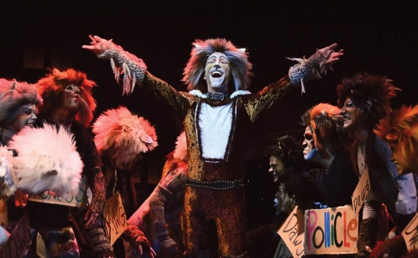 Photo Flash: First Look - CATS Opens Tonight at Beef & Boards Dinner Theatre Photo Flash: First Look - CATS Opens Tonight at Beef & Boards Dinner Theatre Image