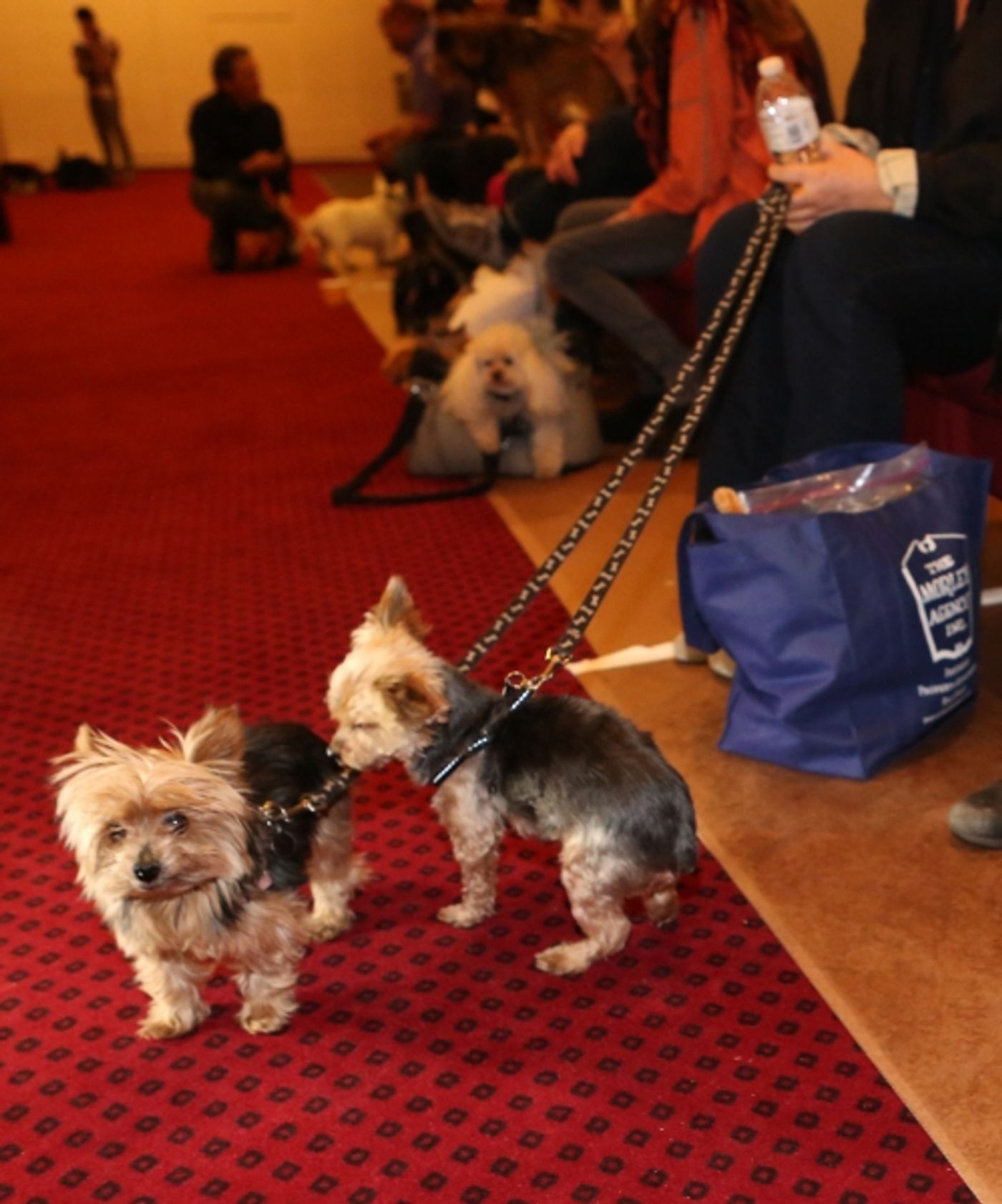 Photo Coverage: Audra McDonald Holds a Doggie Talent Search for LADY DAY AT EMERSON'S BAR & GRILL!  Image