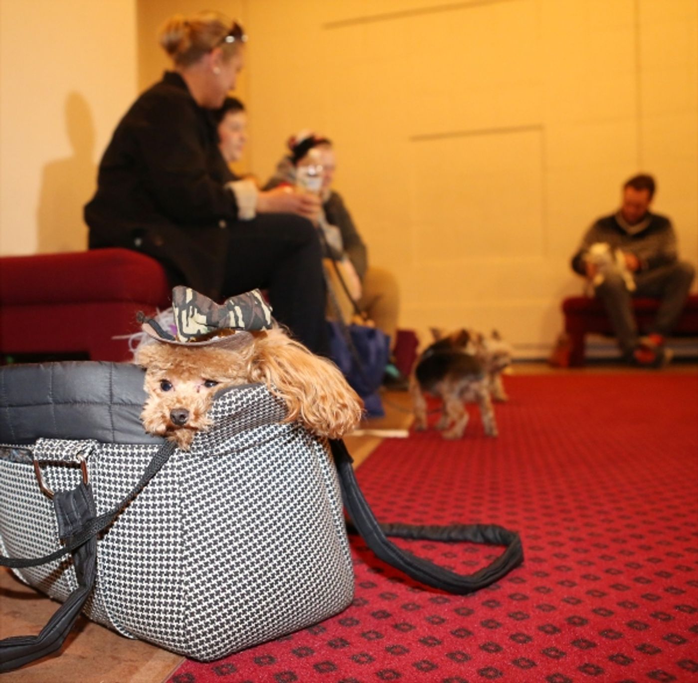 Photo Coverage: Audra McDonald Holds a Doggie Talent Search for LADY DAY AT EMERSON'S BAR & GRILL!  Image