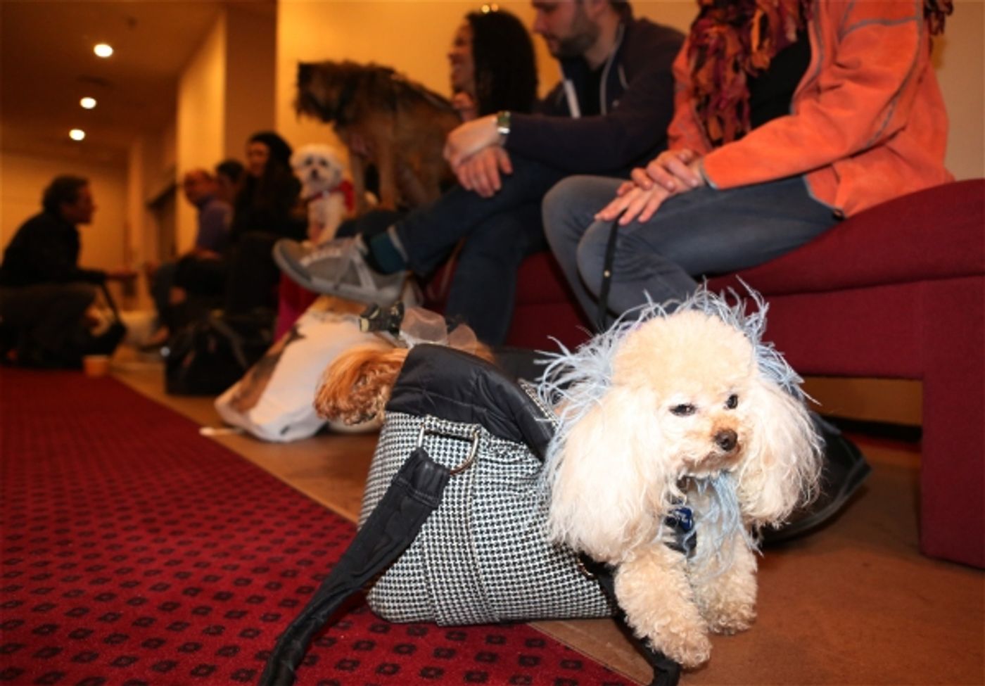 Photo Coverage: Audra McDonald Holds a Doggie Talent Search for LADY DAY AT EMERSON'S BAR & GRILL!  Image
