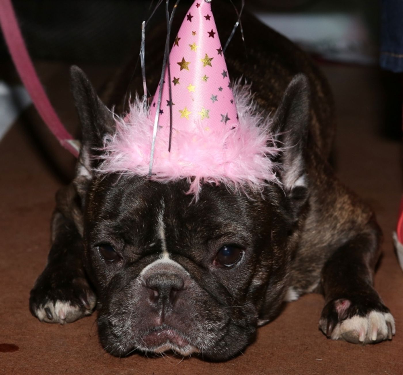 Photo Coverage: Audra McDonald Holds a Doggie Talent Search for LADY DAY AT EMERSON'S BAR & GRILL!  Image