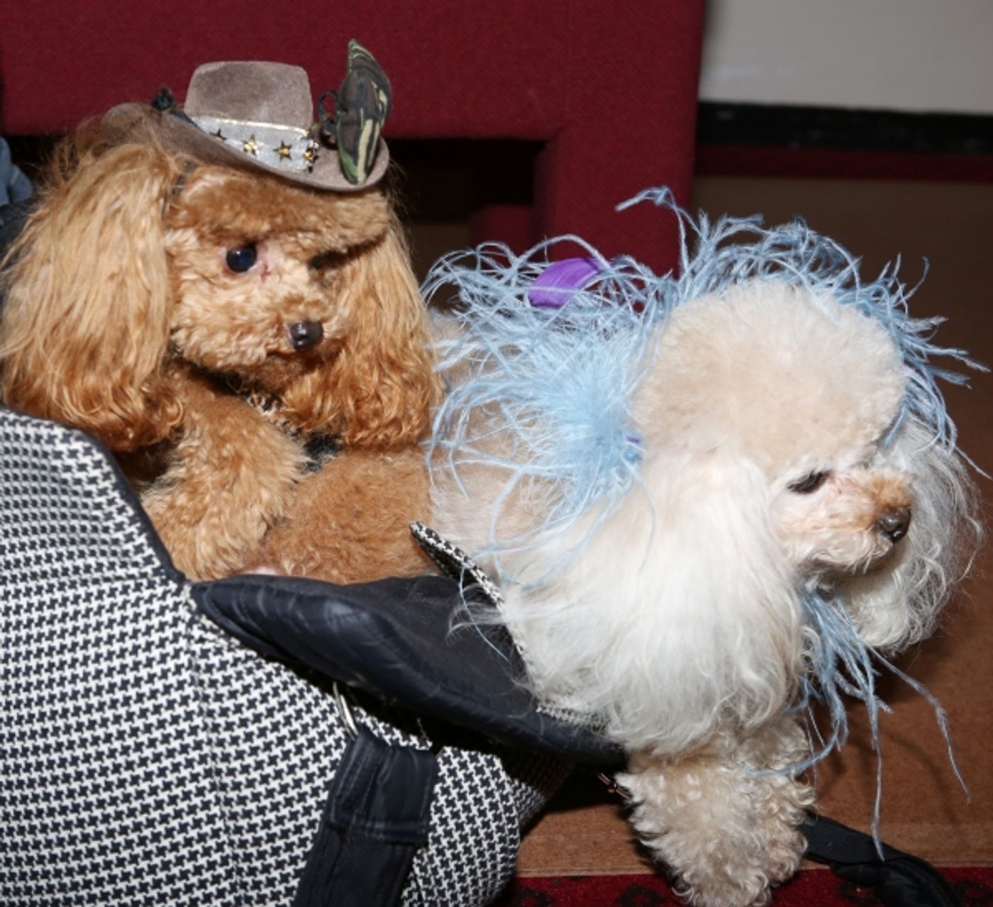 Photo Coverage: Audra McDonald Holds a Doggie Talent Search for LADY DAY AT EMERSON'S BAR & GRILL!  Image