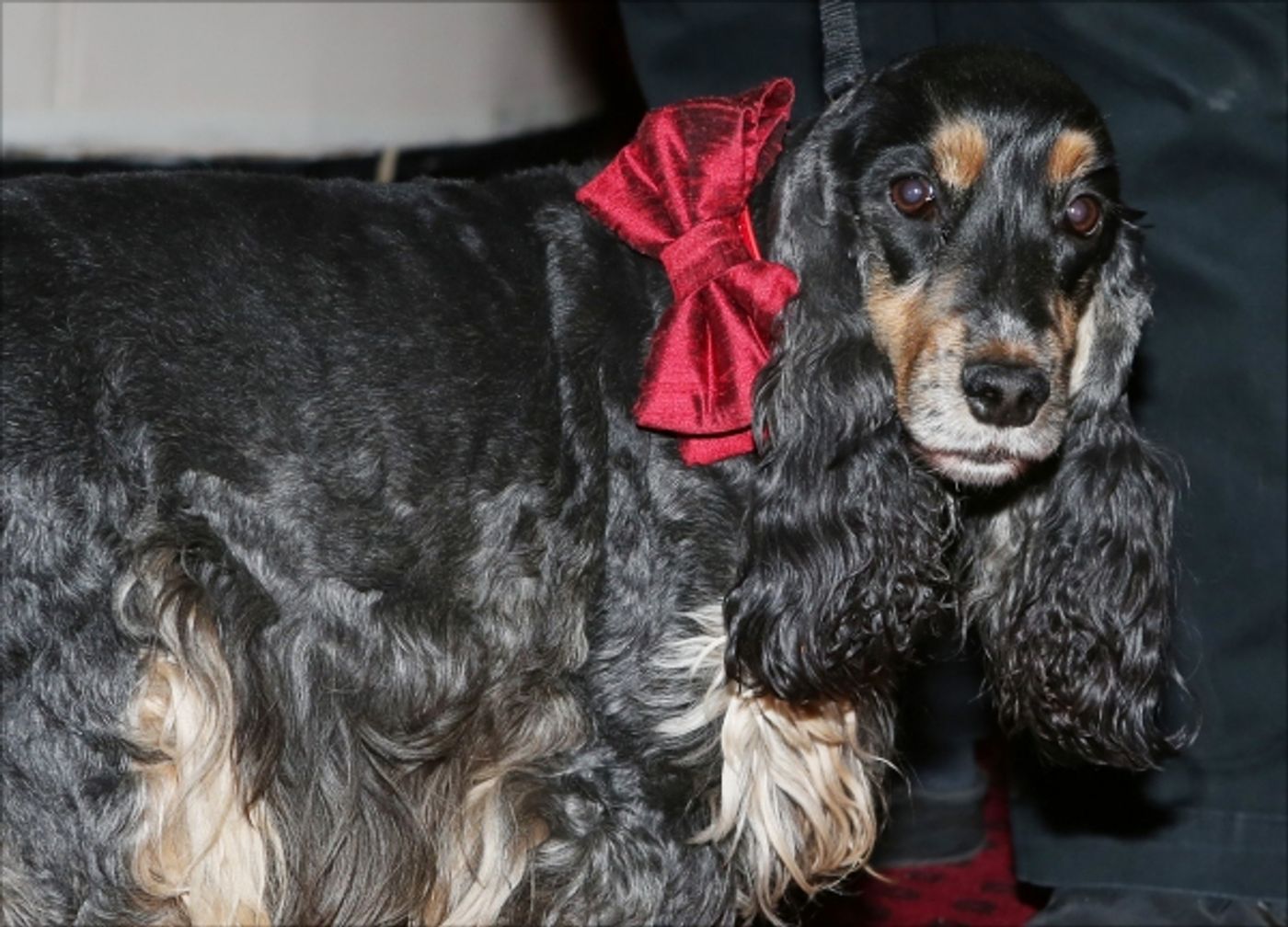 Photo Coverage: Audra McDonald Holds a Doggie Talent Search for LADY DAY AT EMERSON'S BAR & GRILL!  Image