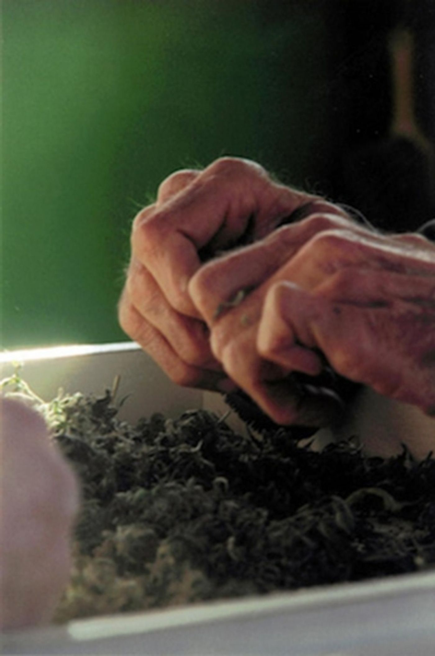 Photo Flash: Sneak Peek - LIFE IN GREEN Doc to Make Michigan Premiere at The Ringwald  Image