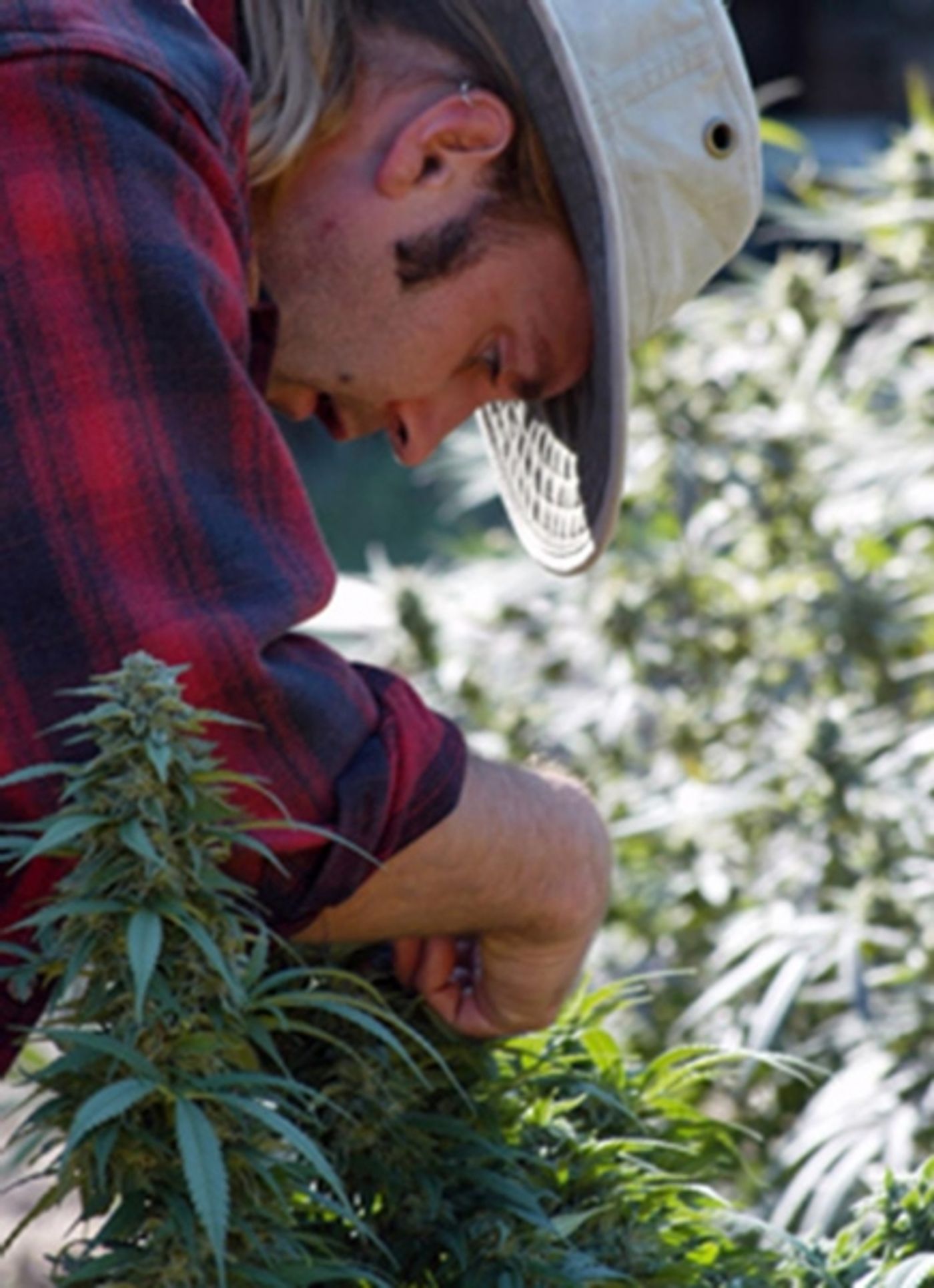 Photo Flash: Sneak Peek - LIFE IN GREEN Doc to Make Michigan Premiere at The Ringwald  Image