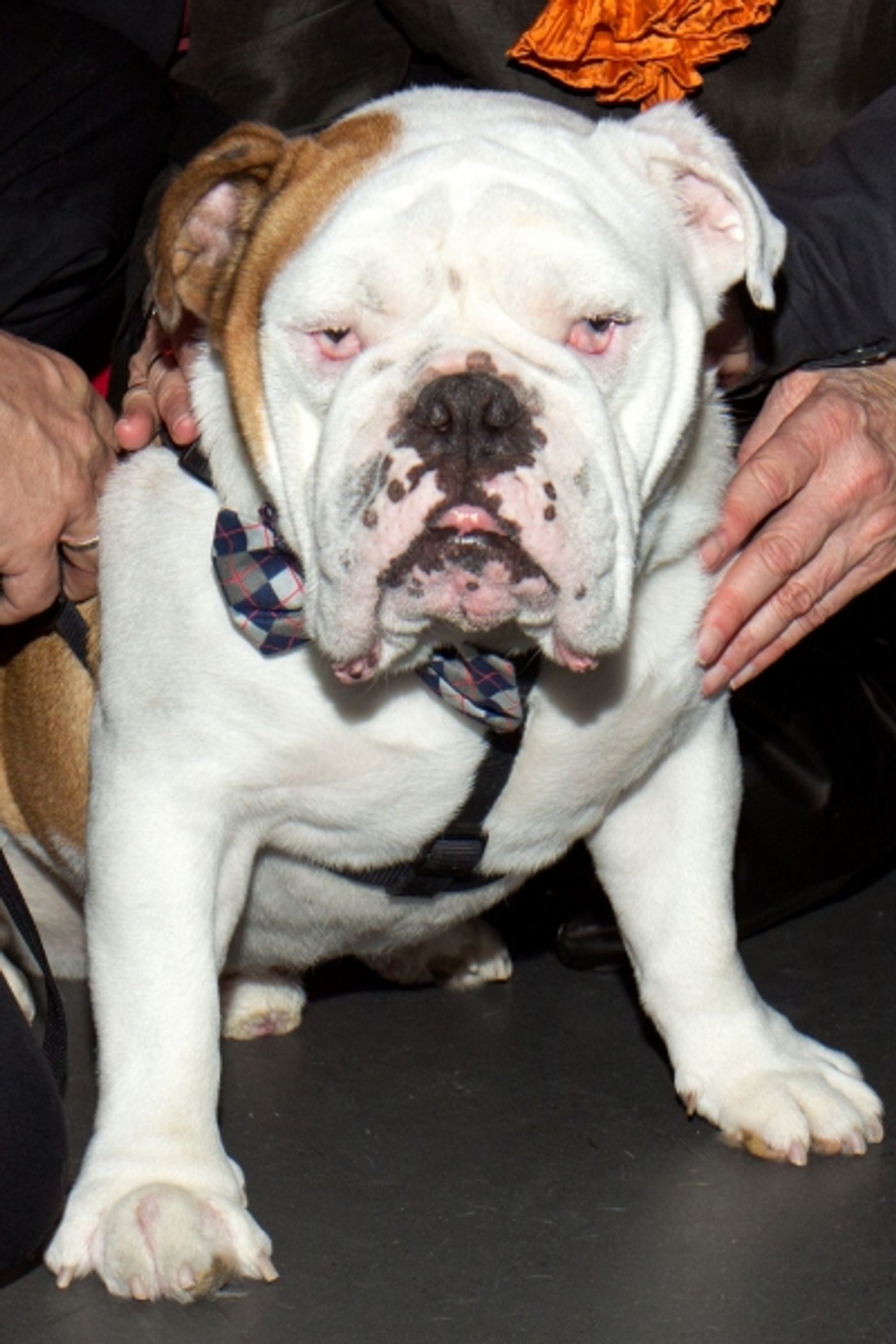 Photo Coverage: Atlantic Theater Company's THE THREEPENNY OPERA Celebrates Opening Night  Image