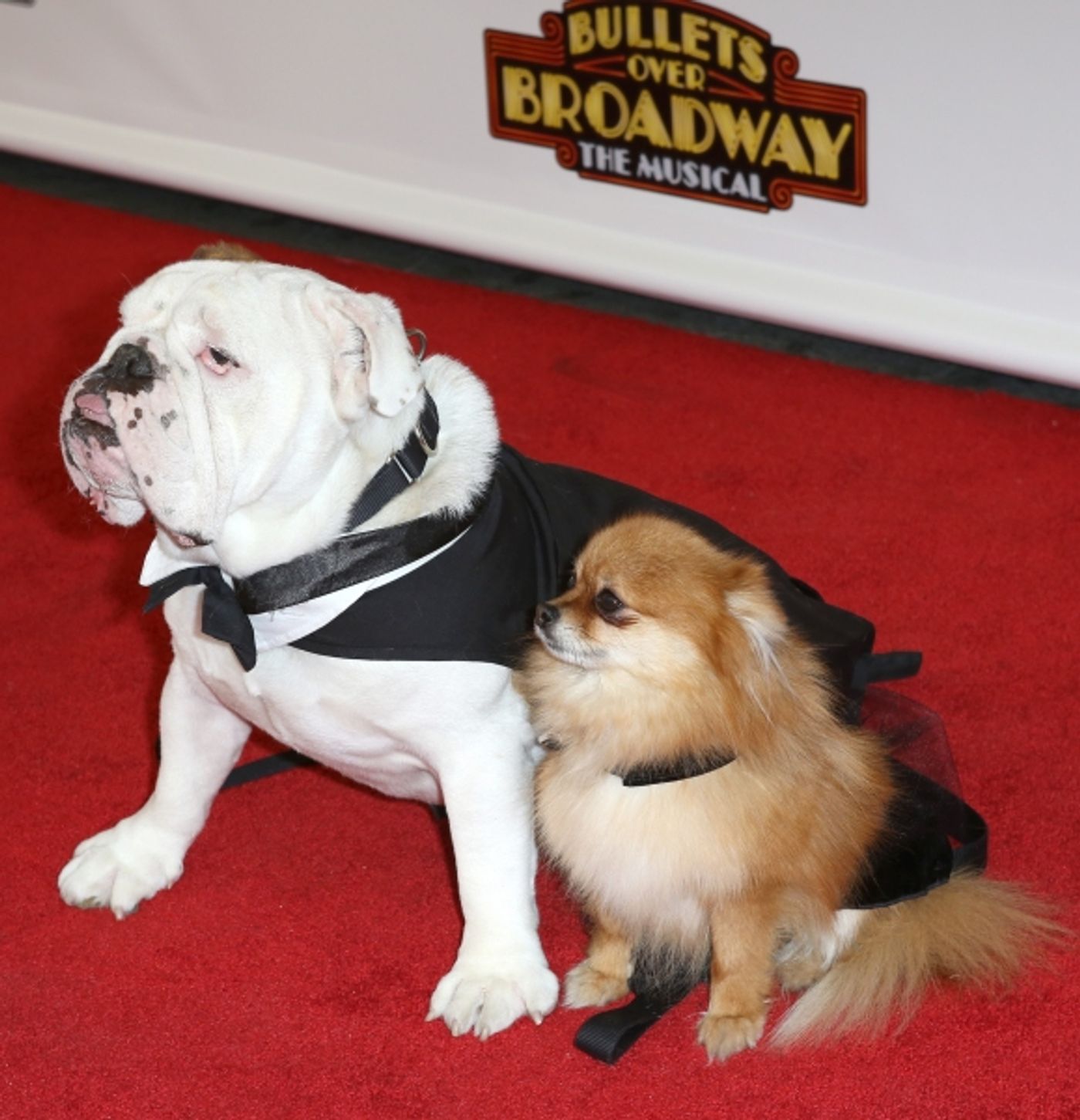 Photo Coverage: Inside BULLETS OVER BROADWAY's Opening Night Arrivals!  Image