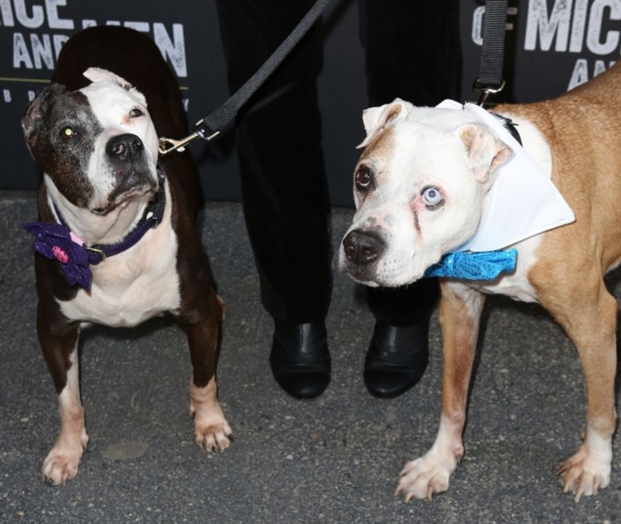 Photo Coverage: Inside OF MICE AND MEN's Opening Night Theatre Arrivals! Image