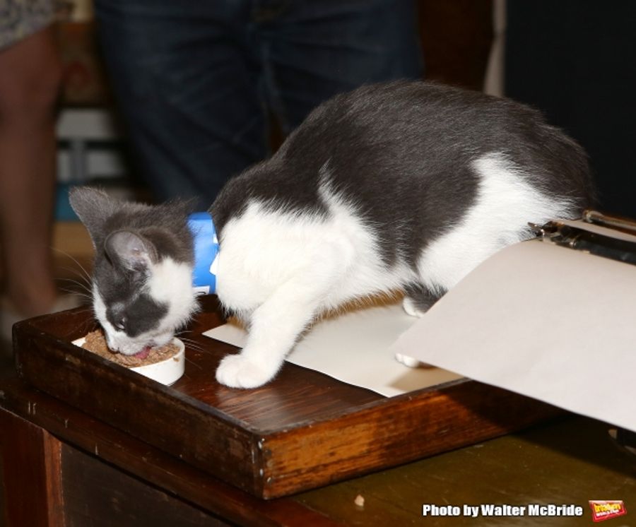 Photo Coverage: Calling All Kitties! YOU CAN'T TAKE IT WITH YOU Holds Feline Auditions Image