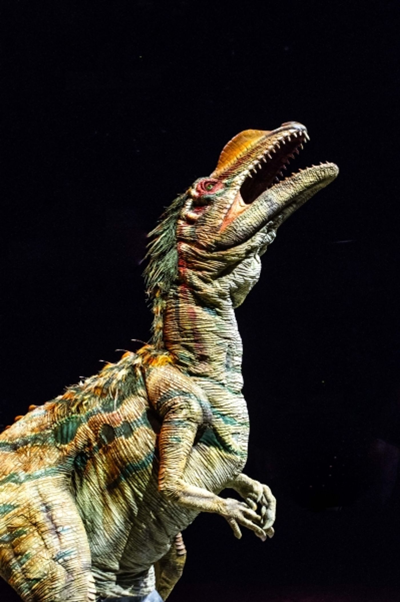 Photo Flash: First Look at Feathered Beasts in WALKING WITH DINOSAURS Arena Show  Image