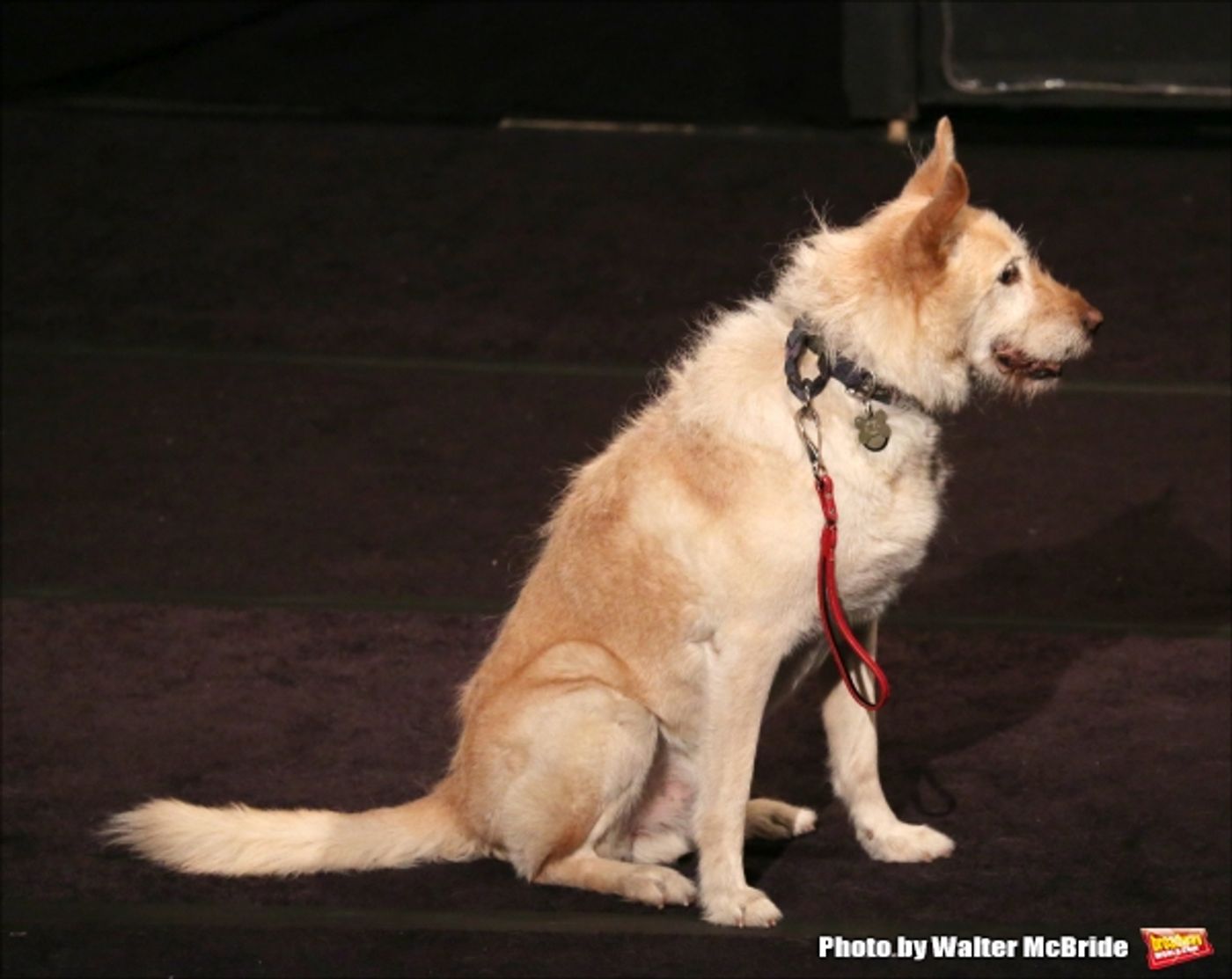 Photo Coverage: Christian Borle, Laura Osnes & More Sing for Puppy Love- Inside BEST IN SHOWS Benefit Concert! Photo Coverage: Christian Borle, Laura Osnes & More Sing for Puppy Love- Inside BEST IN SHOWS Benefit Concert! Image