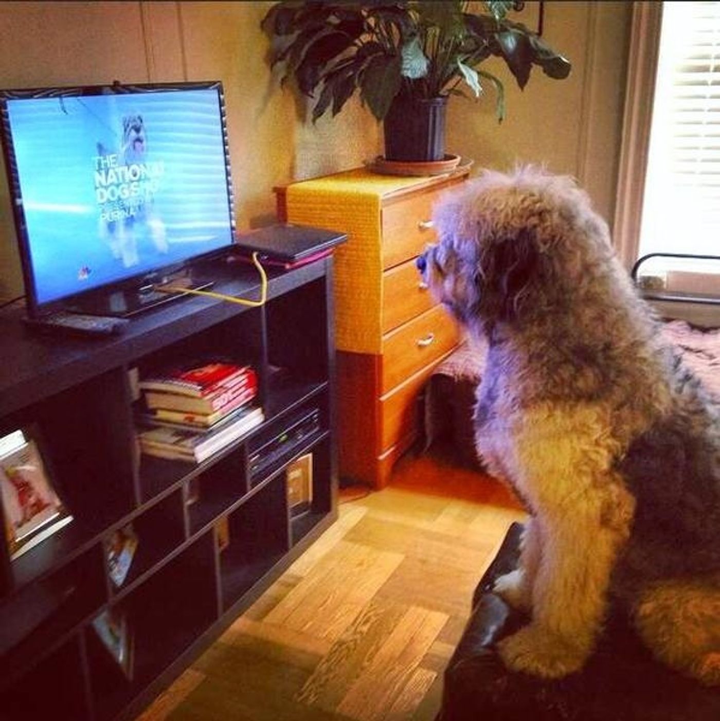 Photo Flash: Who Will Walk the Plank? PETER PAN LIVE! Weekend Twitter Roundup!  Image