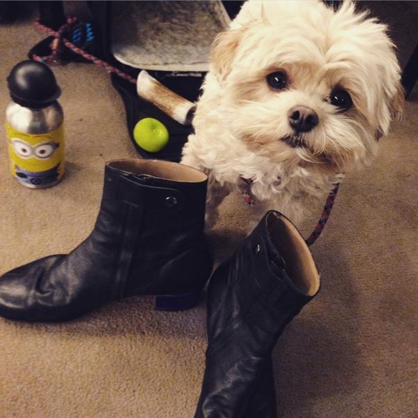 Photo Flash: Saturday Intermission Pics - January 10 - HONEYMOON IN VEGAS, ON THE TOWN, and More! Photo Flash: Saturday Intermission Pics - January 10 - HONEYMOON IN VEGAS, ON THE TOWN, and More! Image