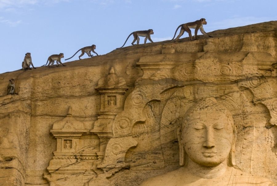 Photo Flash: Sneak Peek - Disneynature's MONKEY KINGDOM to Screen at the El Capitan Next Month Image