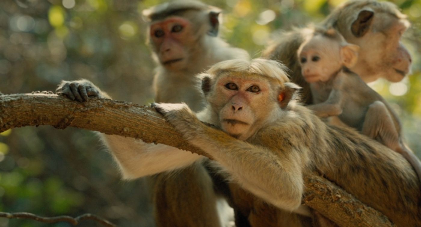 Photo Flash: Disneynature's MONKEY KINGDOM Screens at the El Capitan This Month  Image