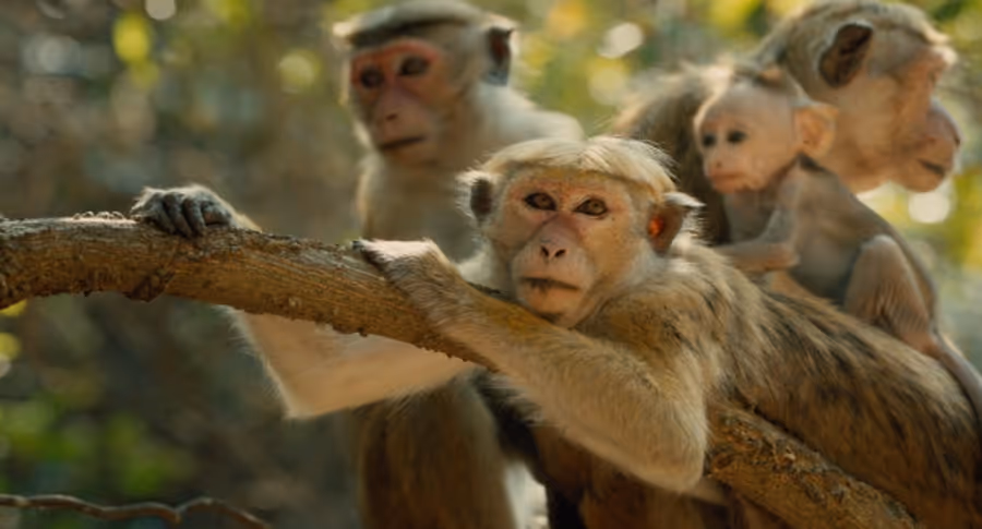 Photo Flash: Sneak Peek - Disneynature's MONKEY KINGDOM to Screen at the El Capitan Next Month Image