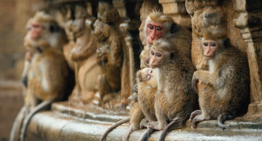 Photo Flash: Sneak Peek - Disneynature's MONKEY KINGDOM to Screen at the El Capitan Next Month Image