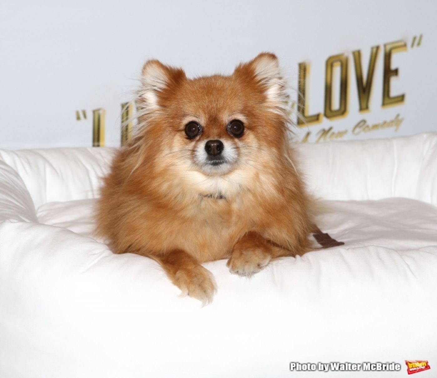 Photo Coverage: Meet the Company of Broadway's LIVING ON LOVE- Renée Fleming & More!  Image