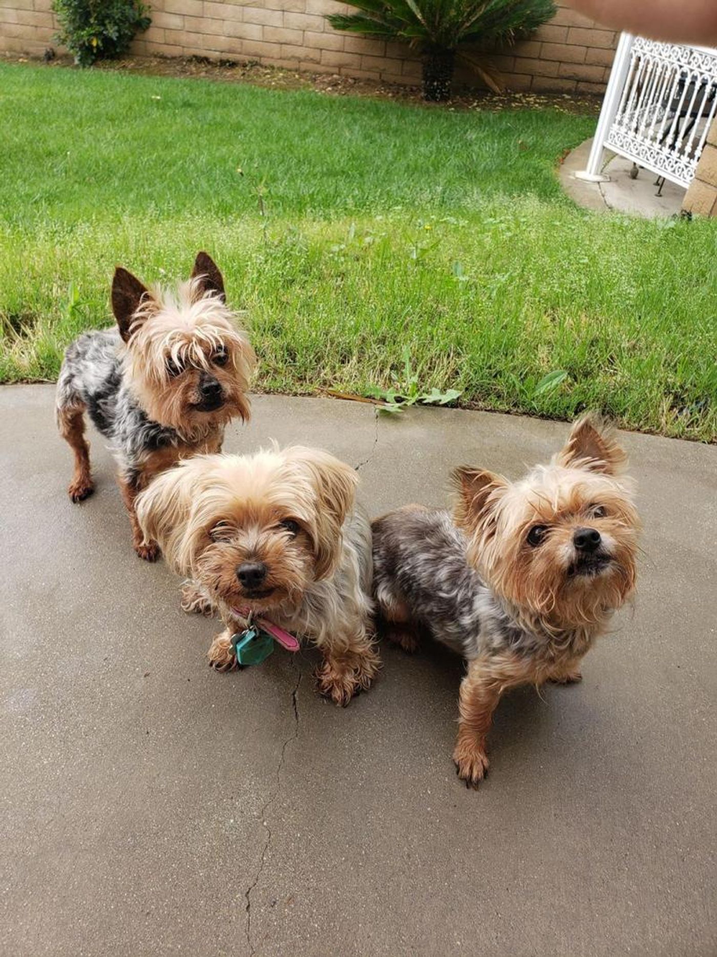 What are Broadway Performers and Their Pets Doing with Their Time?  Image