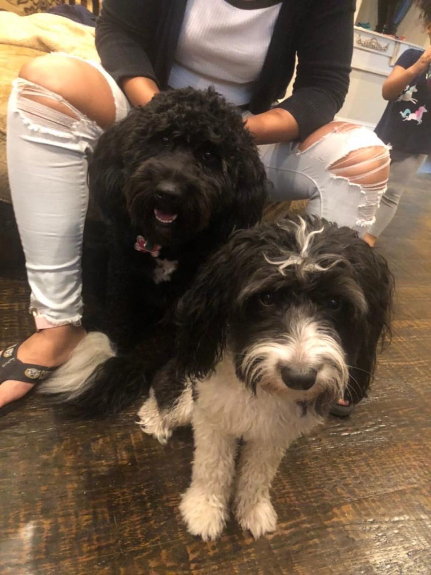 What are Broadway Performers and Their Pets Doing with Their Time?  Image