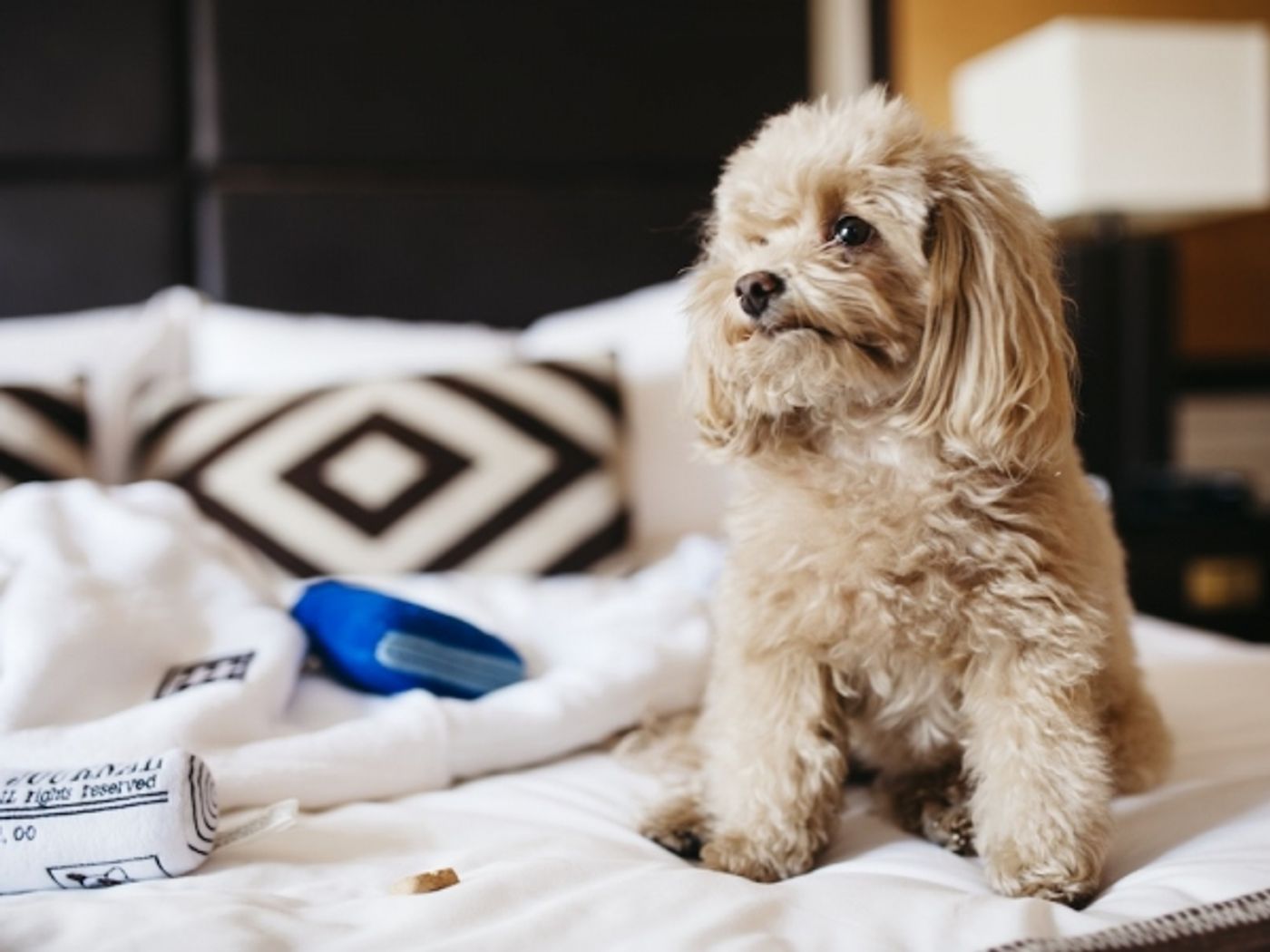 Photo Flash: Sutton Foster's Pup and More Featured for BarkBox at The Empire Hotel  Image