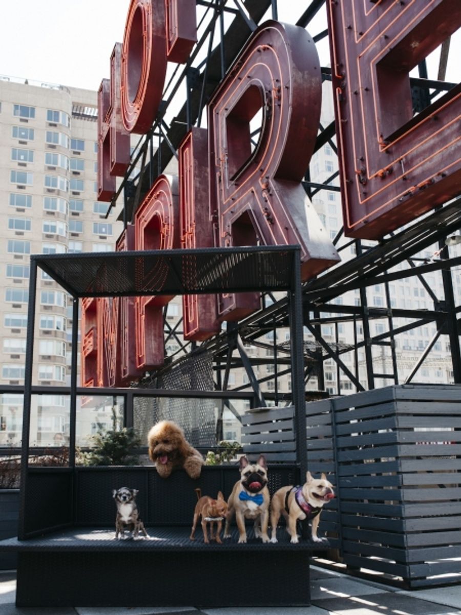 Photo Flash: Sutton Foster's Pup and More Featured for BarkBox at The Empire Hotel  Image