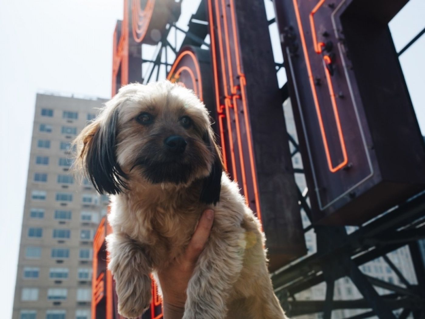 Photo Flash: Sutton Foster's Pup and More Featured for BarkBox at The Empire Hotel  Image