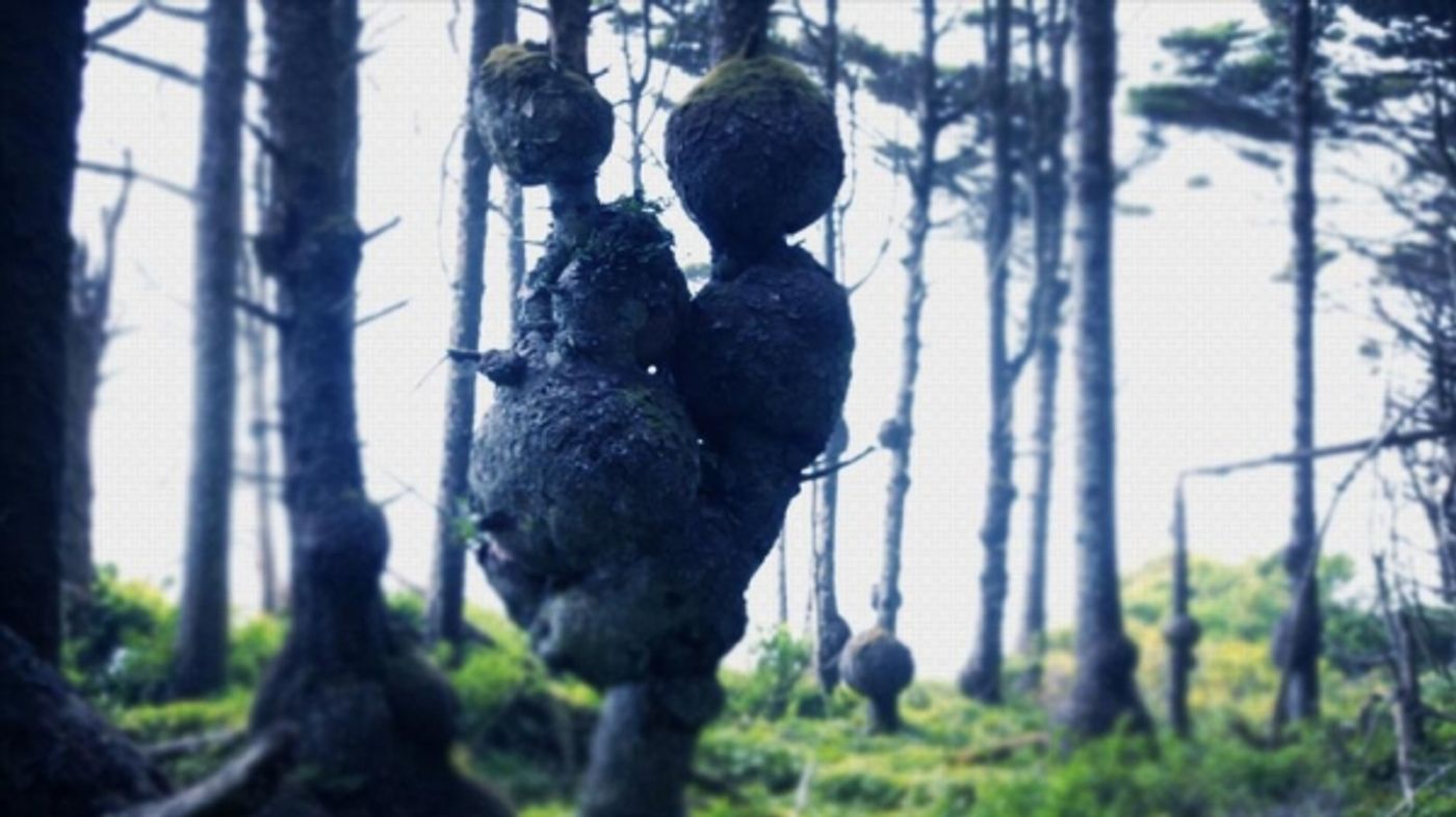 Photo Flash: Northwest Leaf Sponsors Free Premiere of 'Pot Movie with a Message,' STAR LEAF Photo Flash: Northwest Leaf Sponsors Free Premiere of 'Pot Movie with a Message,' STAR LEAF Image