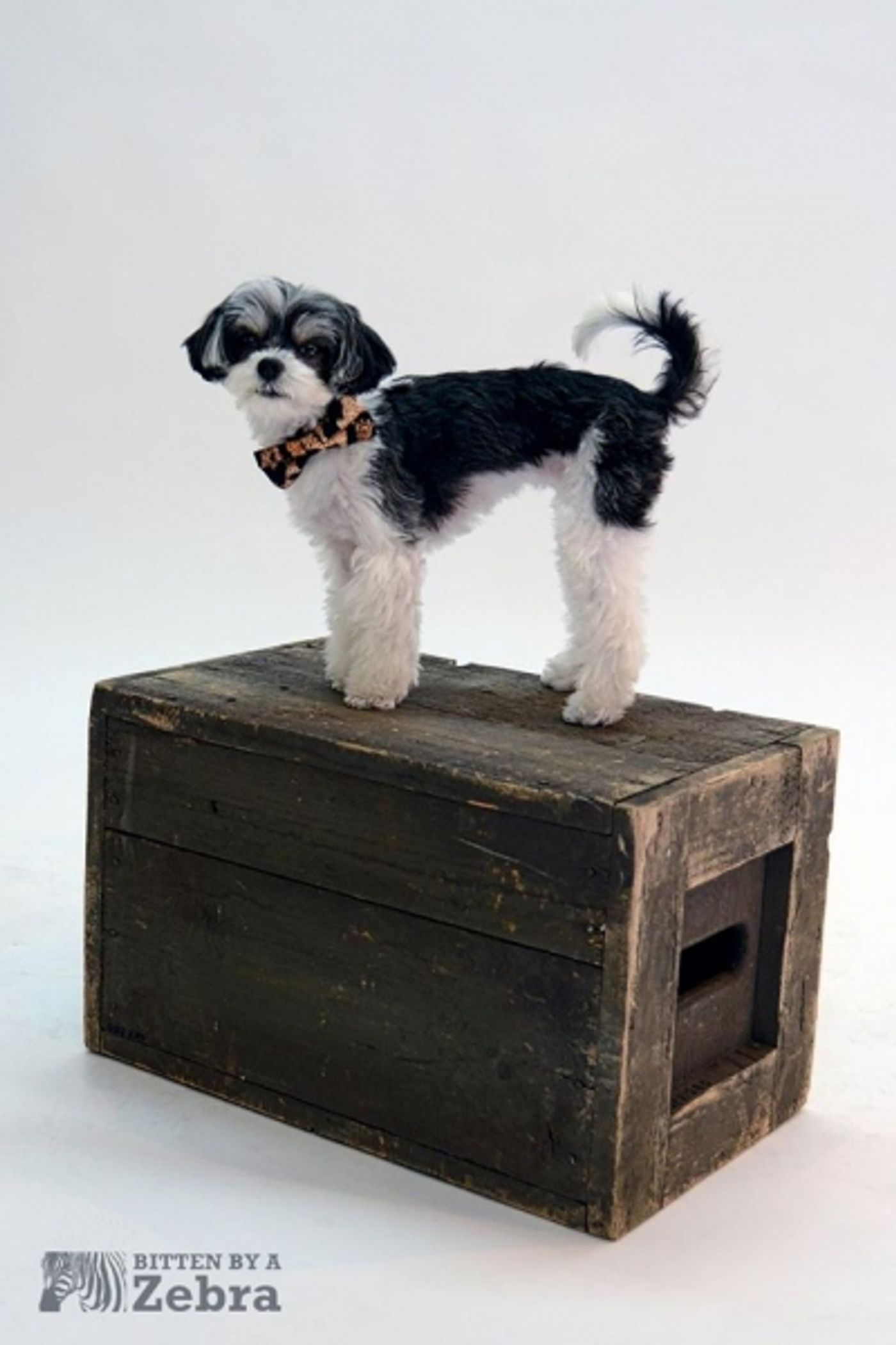 Photo Flash: Tinkerbelle the Dog in GYPSY at Harbor Theatre Lights Co. Photo Flash: Tinkerbelle the Dog in GYPSY at Harbor Theatre Lights Co. Image