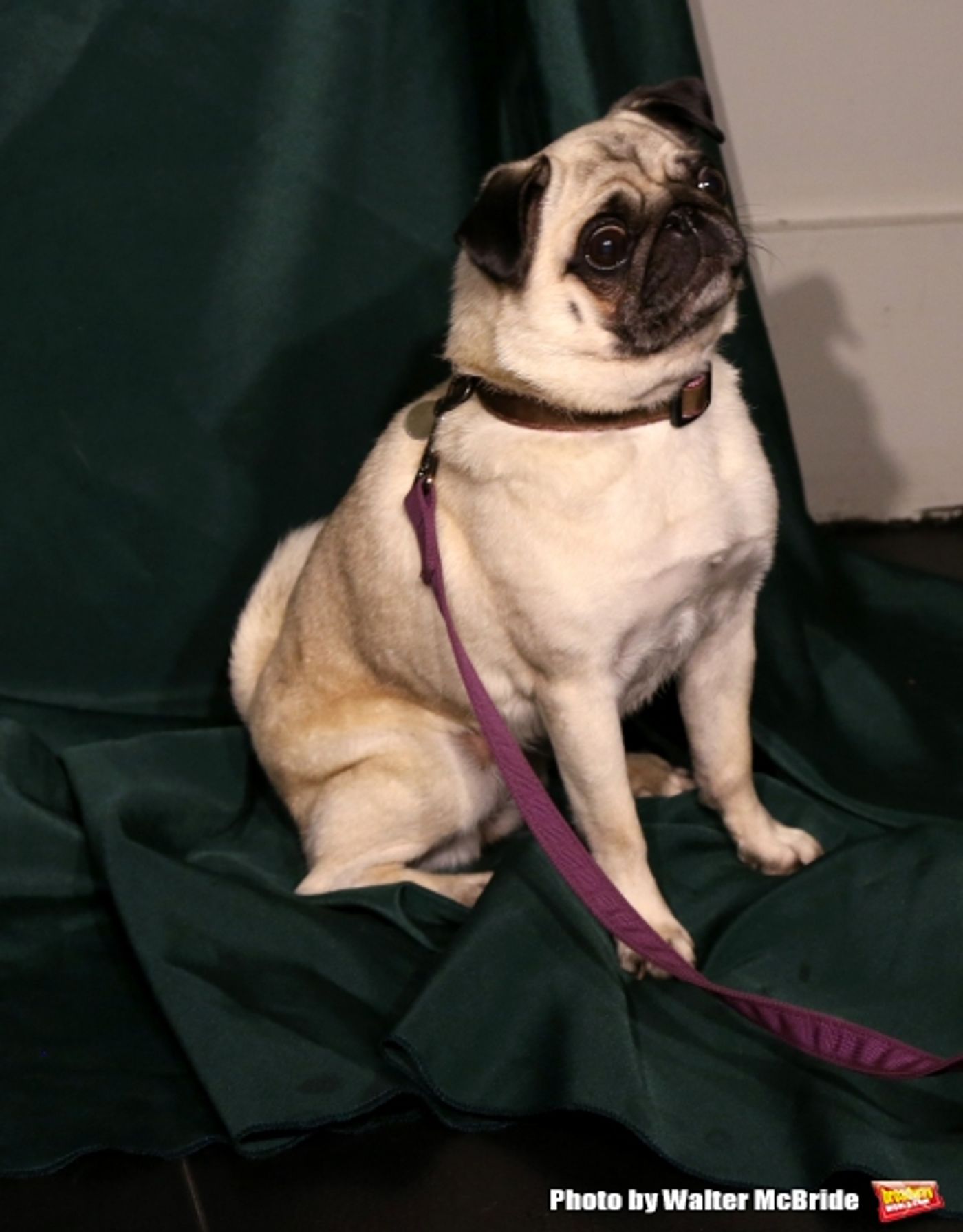 Photo Coverage: Calling All Dogs! SYLVIA Team Seeks a K-9 Counterpart for Annaleigh Ashford! Photo Coverage: Calling All Dogs! SYLVIA Team Seeks a K-9 Counterpart for Annaleigh Ashford! Image