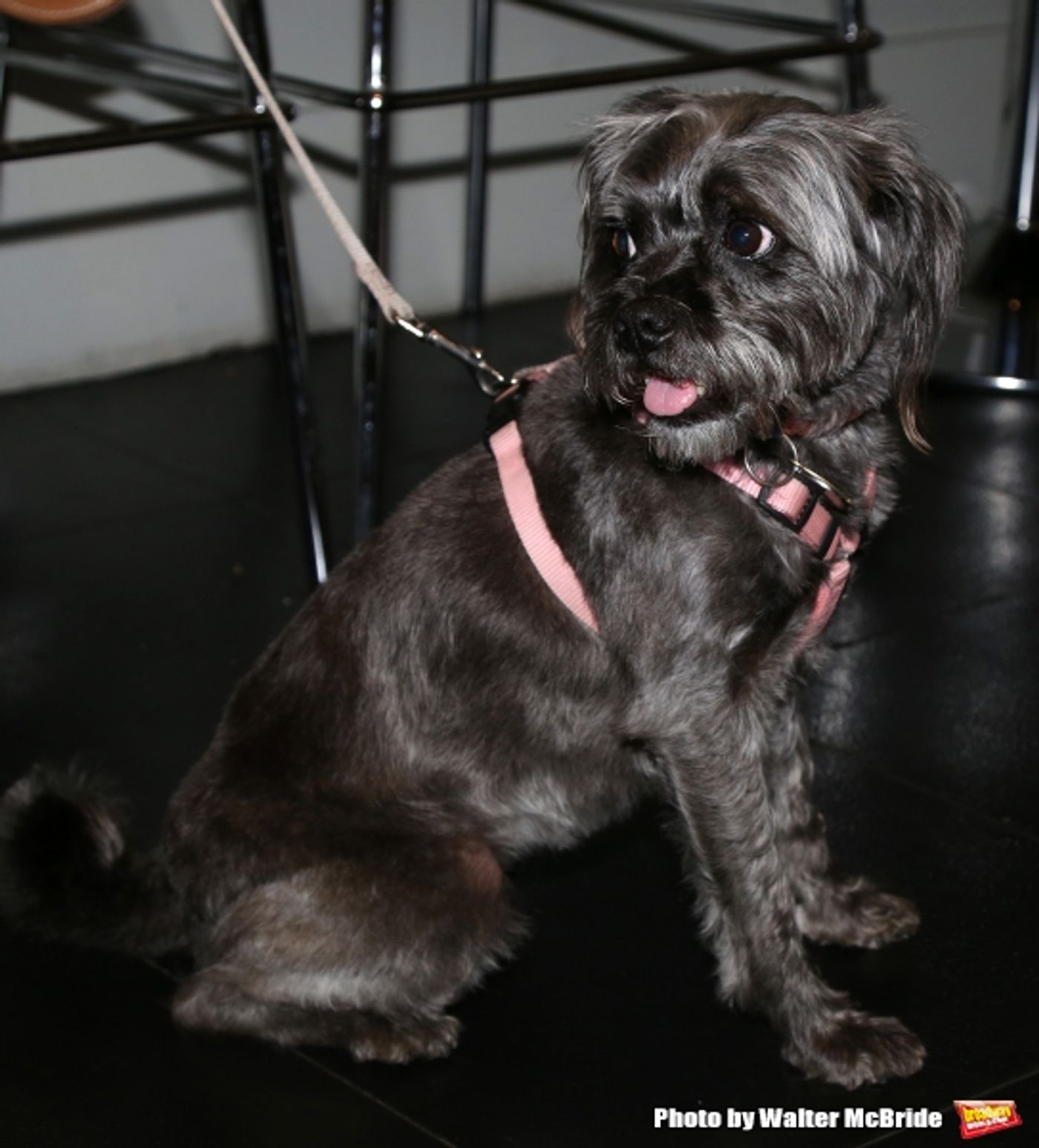 Photo Coverage: Calling All Dogs! SYLVIA Team Seeks a K-9 Counterpart for Annaleigh Ashford! Photo Coverage: Calling All Dogs! SYLVIA Team Seeks a K-9 Counterpart for Annaleigh Ashford! Image