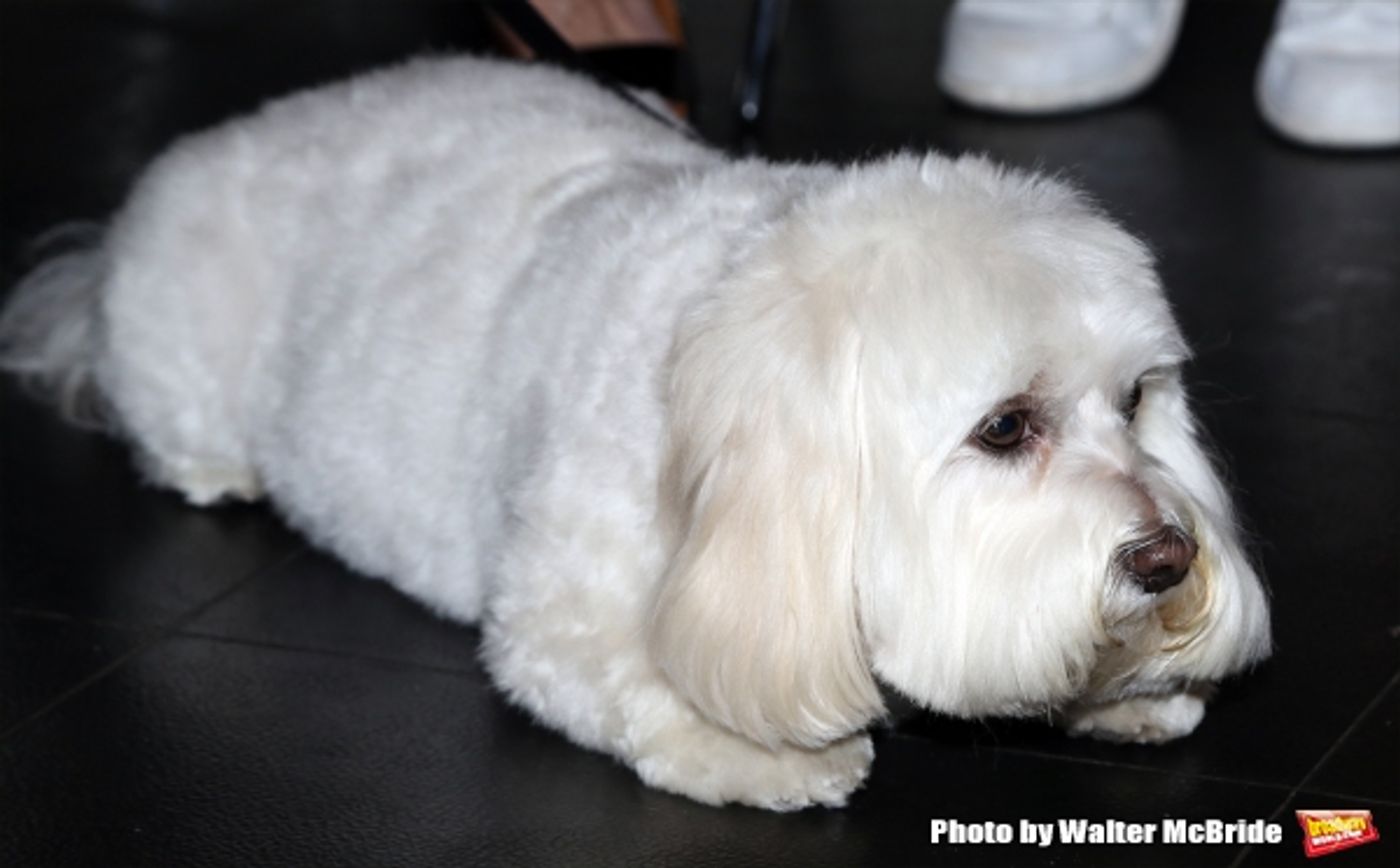 Photo Coverage: Calling All Dogs! SYLVIA Team Seeks a K-9 Counterpart for Annaleigh Ashford! Photo Coverage: Calling All Dogs! SYLVIA Team Seeks a K-9 Counterpart for Annaleigh Ashford! Image