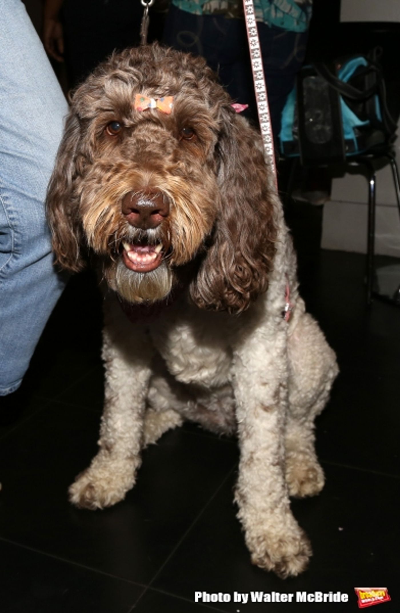 Photo Coverage: Calling All Dogs! SYLVIA Team Seeks a K-9 Counterpart for Annaleigh Ashford! Photo Coverage: Calling All Dogs! SYLVIA Team Seeks a K-9 Counterpart for Annaleigh Ashford! Image