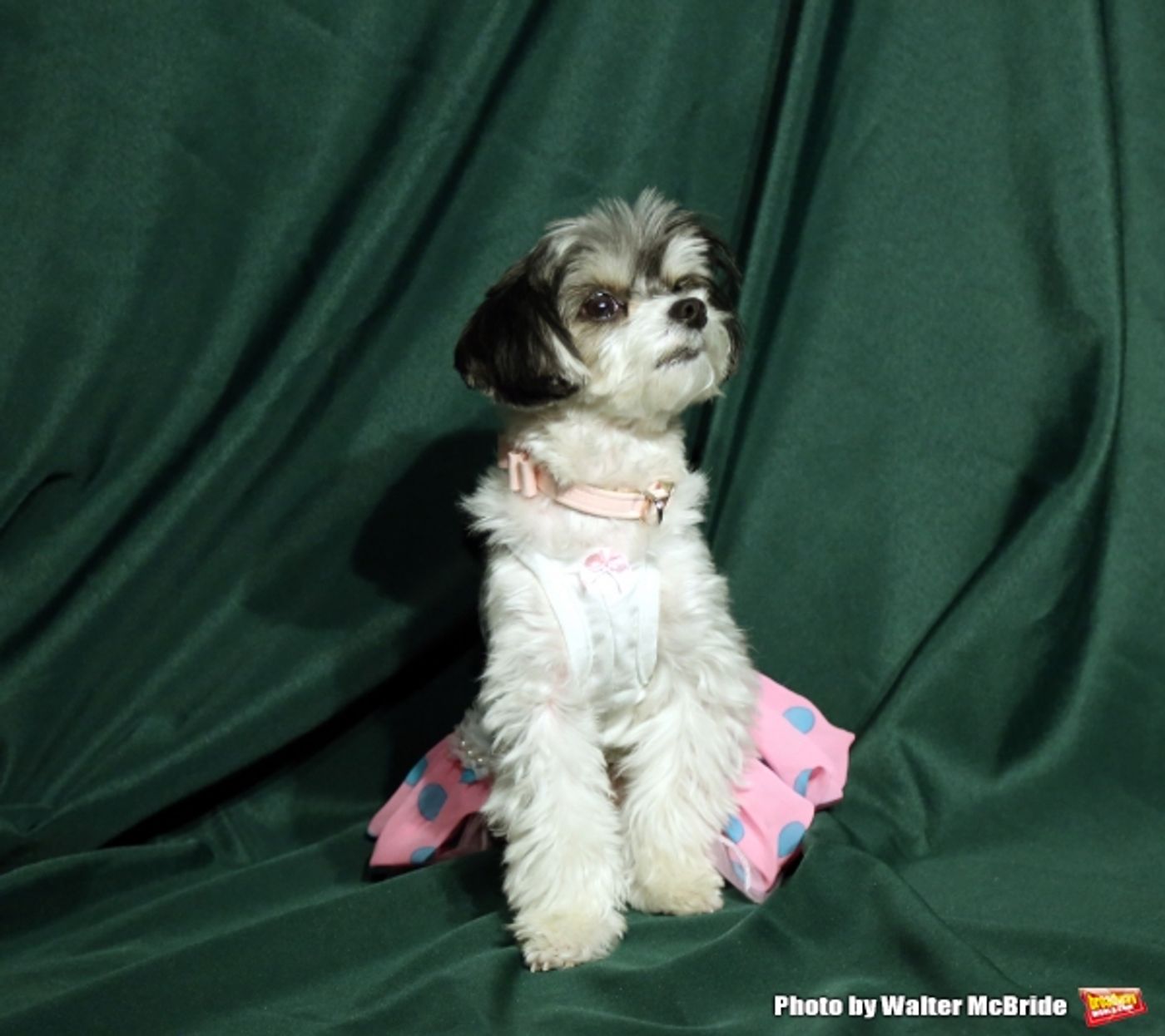 Photo Coverage: Calling All Dogs! SYLVIA Team Seeks a K-9 Counterpart for Annaleigh Ashford! Photo Coverage: Calling All Dogs! SYLVIA Team Seeks a K-9 Counterpart for Annaleigh Ashford! Image