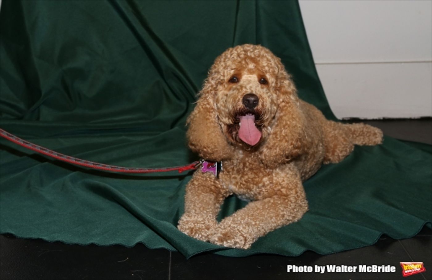 Photo Coverage: Calling All Dogs! SYLVIA Team Seeks a K-9 Counterpart for Annaleigh Ashford! Photo Coverage: Calling All Dogs! SYLVIA Team Seeks a K-9 Counterpart for Annaleigh Ashford! Image