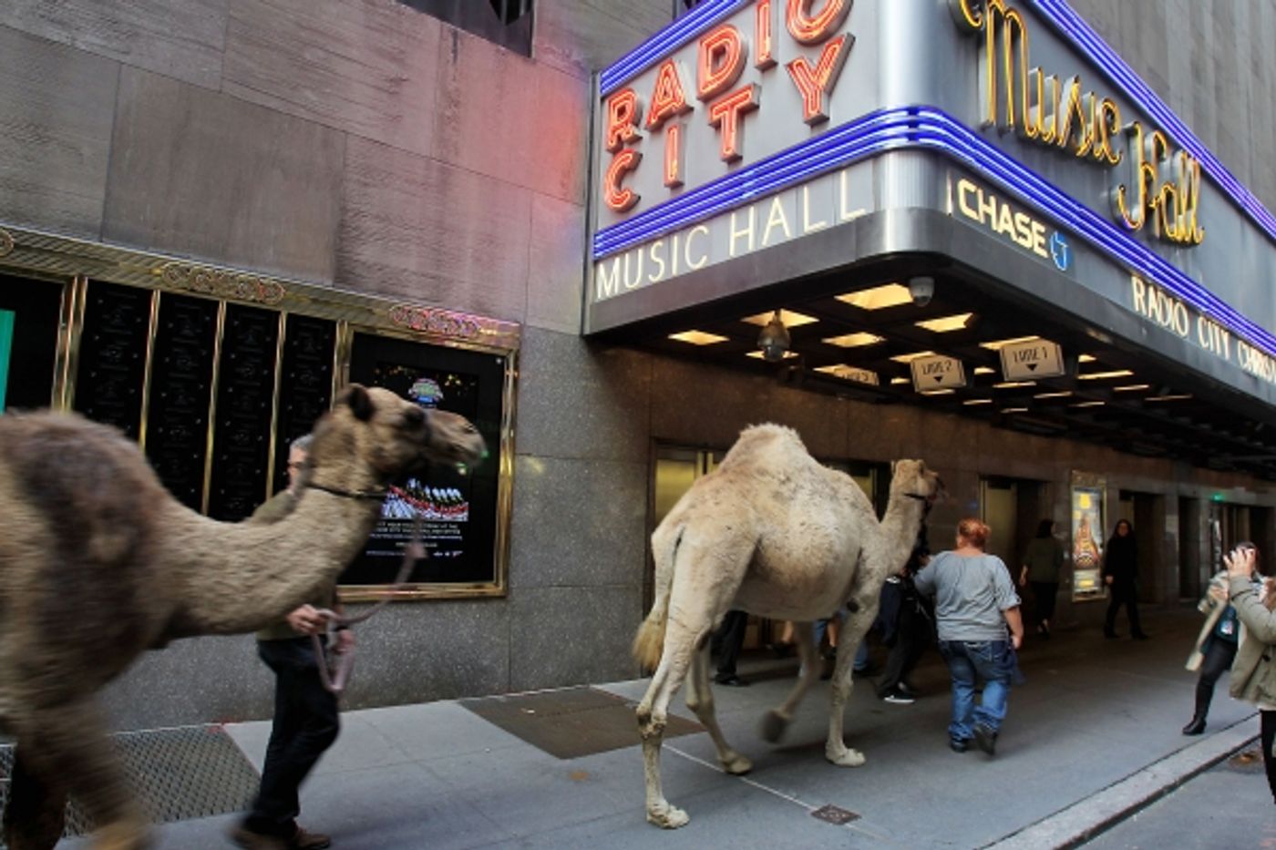 Photo Flash: Cardinal Timothy Dolan Blesses Herd of 'CHRISTMAS SPECTACULAR' Animals at Radio City Photo Flash: Cardinal Timothy Dolan Blesses Herd of 'CHRISTMAS SPECTACULAR' Animals at Radio City Image