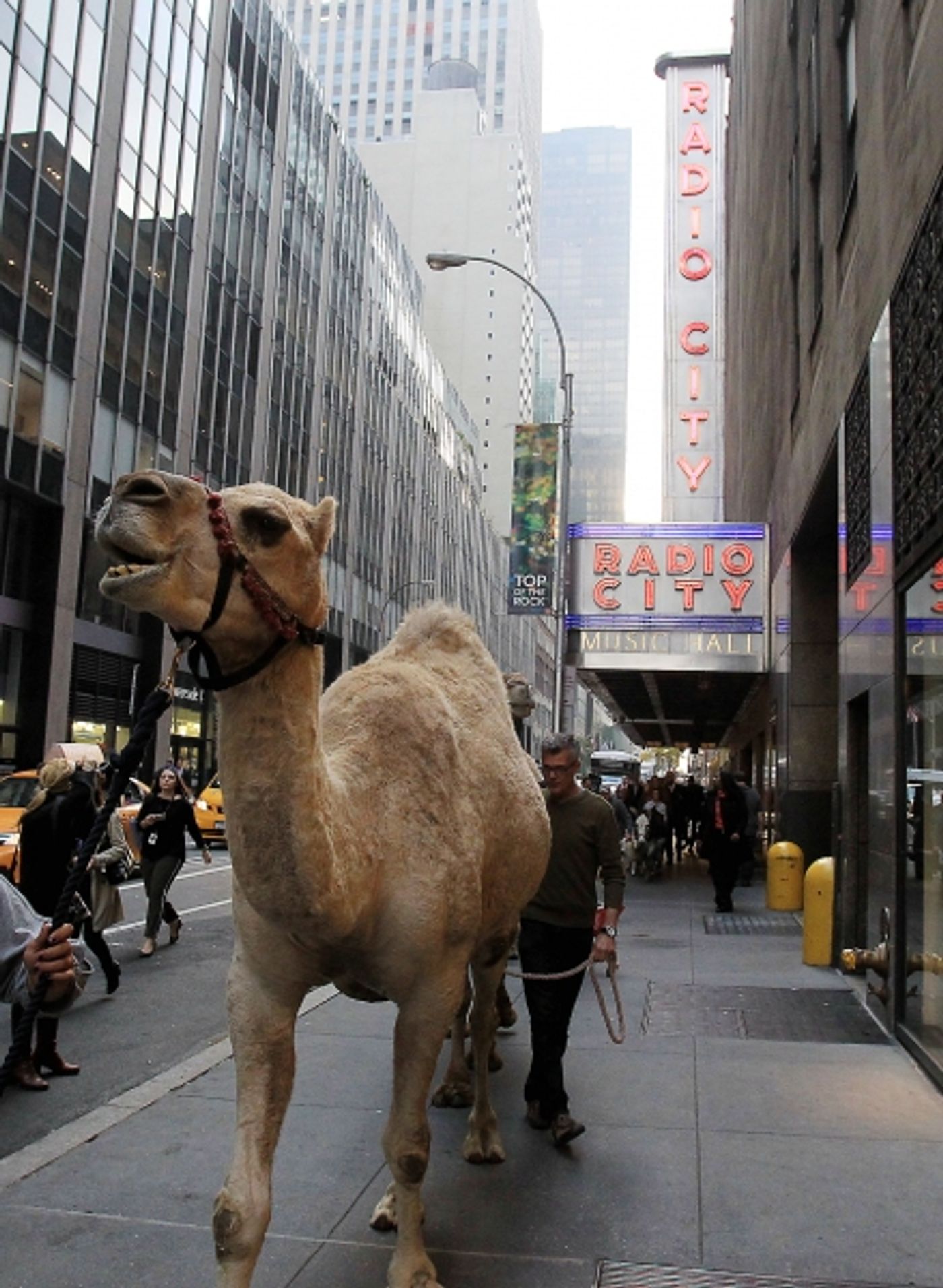 Photo Flash: Cardinal Timothy Dolan Blesses Herd of 'CHRISTMAS SPECTACULAR' Animals at Radio City Photo Flash: Cardinal Timothy Dolan Blesses Herd of 'CHRISTMAS SPECTACULAR' Animals at Radio City Image