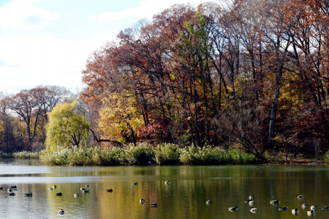 Photo Flash: NYC Parks Celebrates New Pathways, Better Water Quality at Bayside's Oakland Lake Photo Flash: NYC Parks Celebrates New Pathways, Better Water Quality at Bayside's Oakland Lake Image