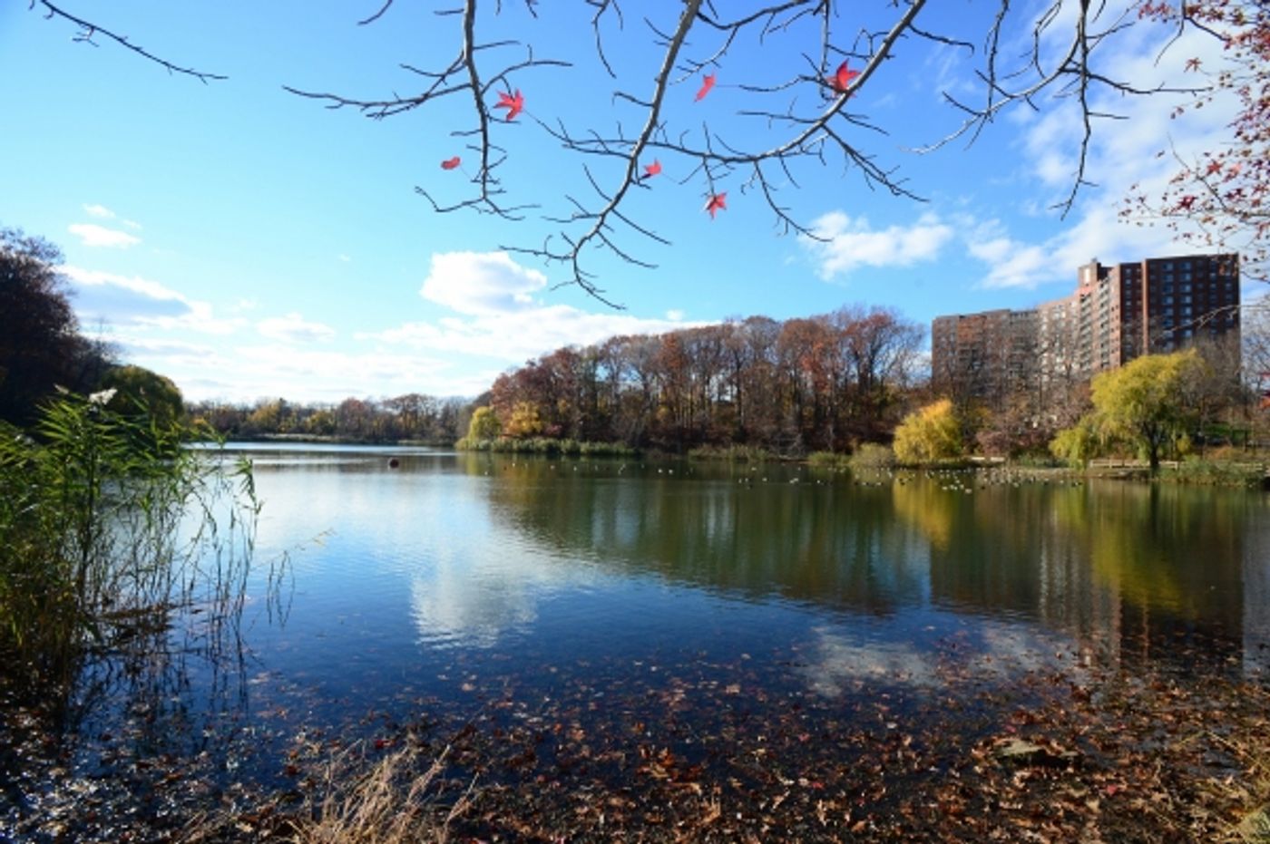 Photo Flash: NYC Parks Celebrates New Pathways, Better Water Quality at Bayside's Oakland Lake Photo Flash: NYC Parks Celebrates New Pathways, Better Water Quality at Bayside's Oakland Lake Image
