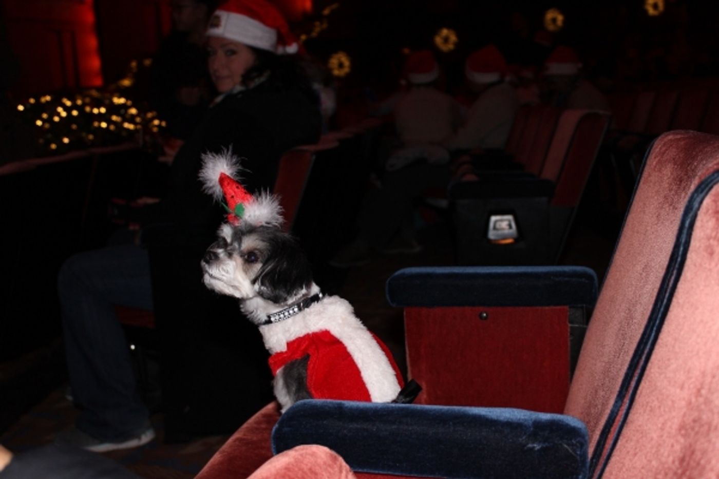 Photo Flash: Tinkerbelle the Dog Visits RADIO CITY CHRISTMAS SPECTACULAR & ROCKETTES Photo Flash: Tinkerbelle the Dog Visits RADIO CITY CHRISTMAS SPECTACULAR & ROCKETTES Image