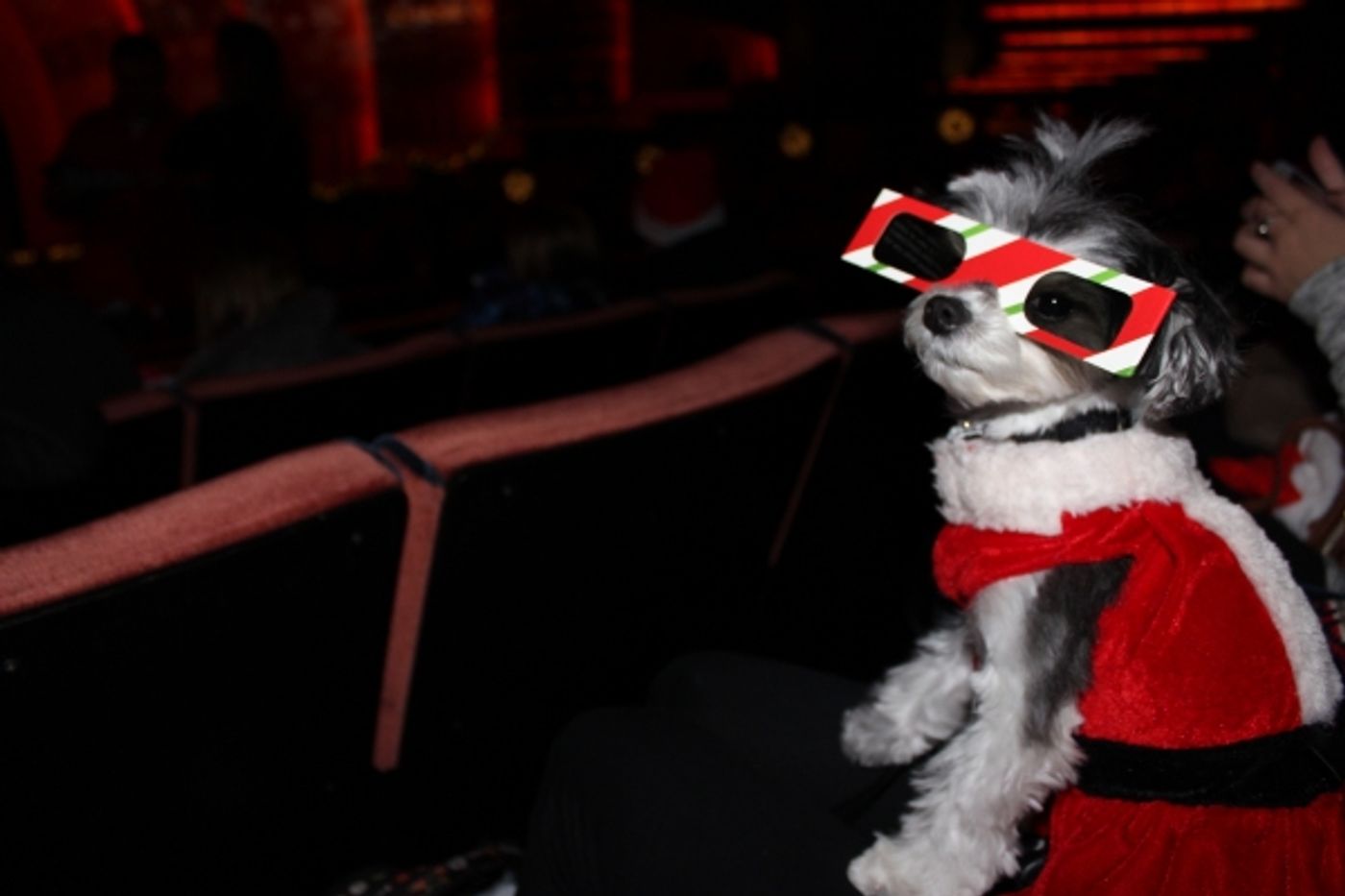 Photo Flash: Tinkerbelle the Dog Visits RADIO CITY CHRISTMAS SPECTACULAR & ROCKETTES  Image